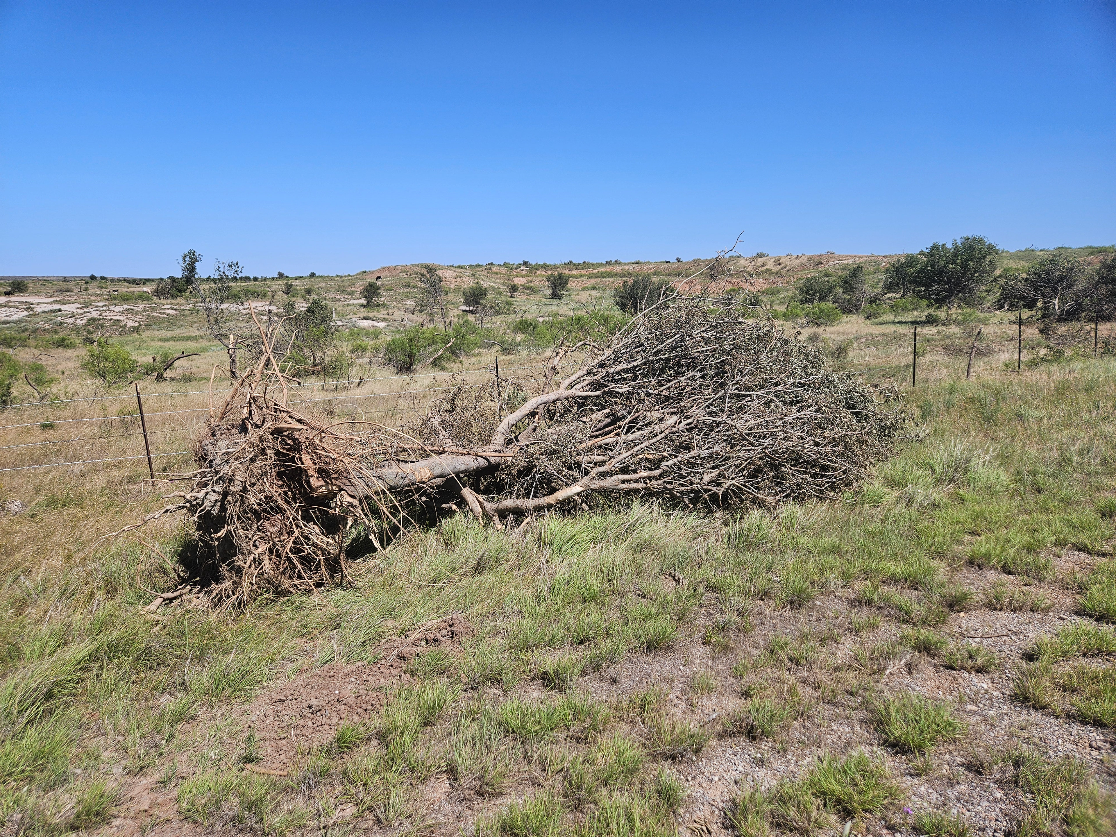Tree dropped from the sky in tornado's path