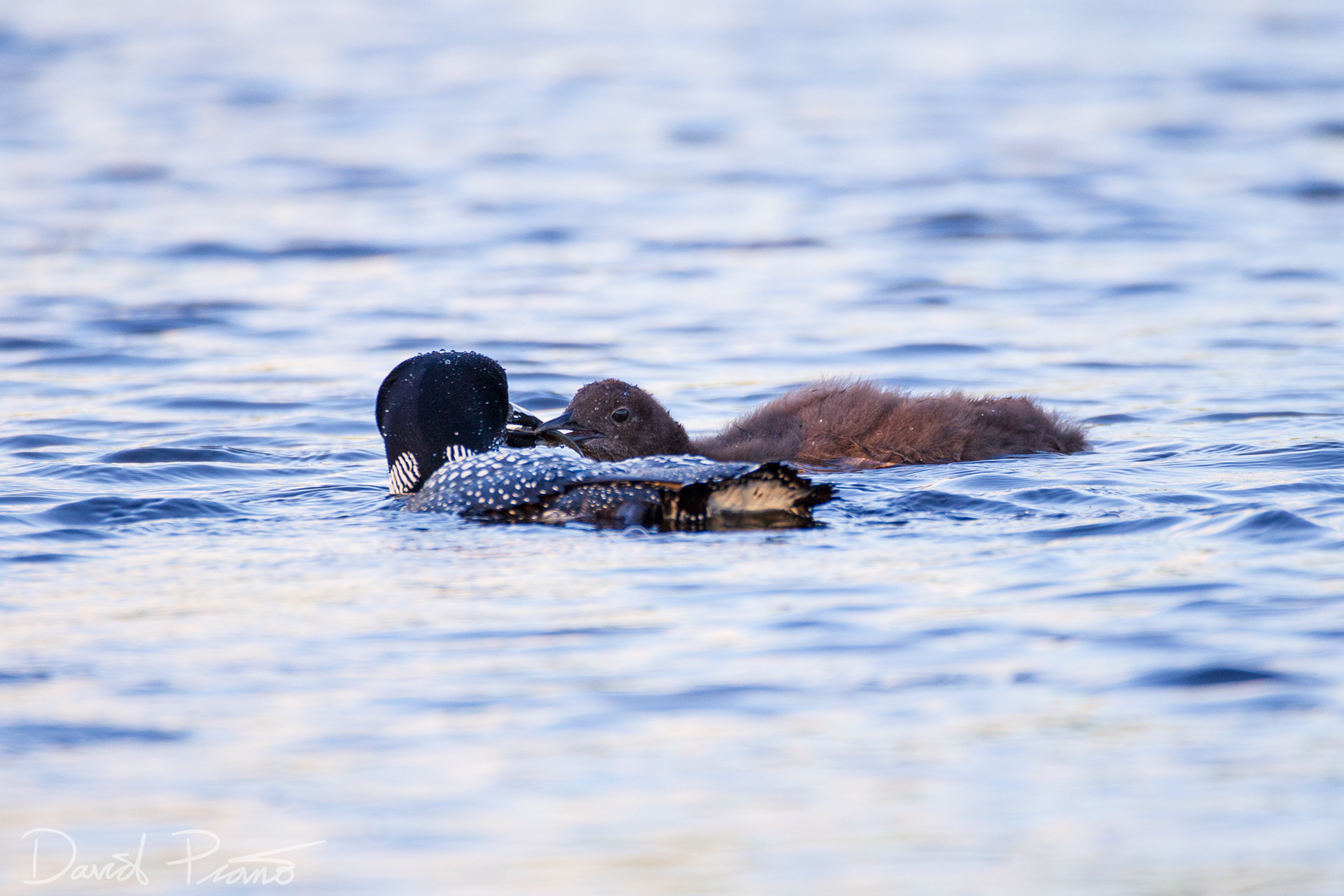Baby Loon on Grey Owl Lake - McKellar, ON