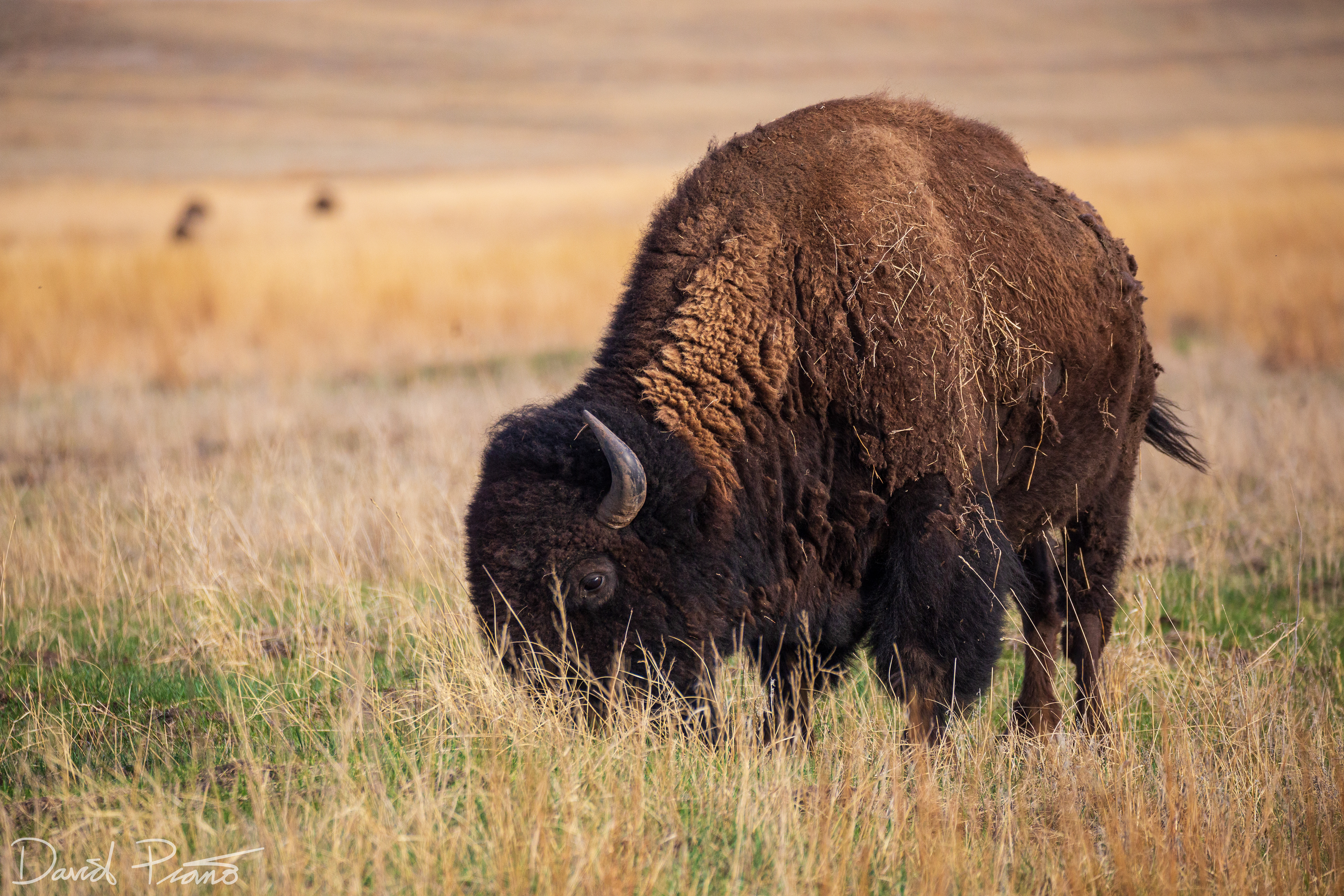 Bison in Fort Niobrara Wildlife Refuge