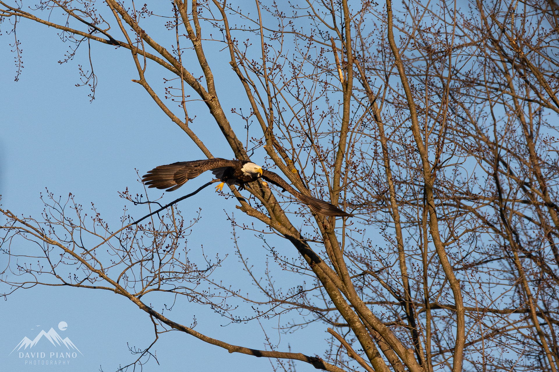 Bald Eagle over the Thames River - Beachville, ON
