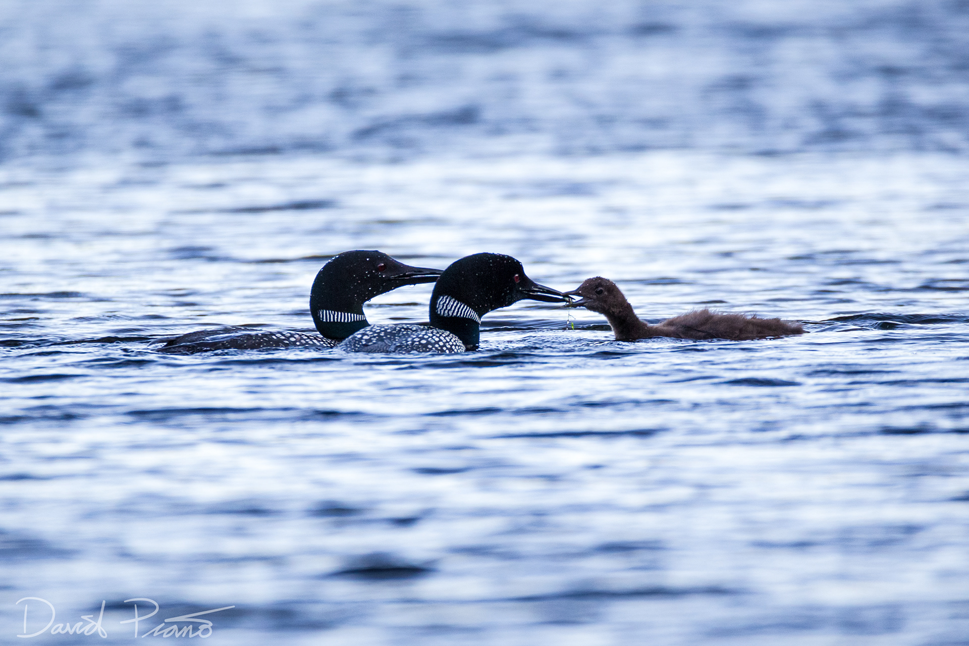 Baby Loon with Parents on Grey Owl Lake - McKellar, ON