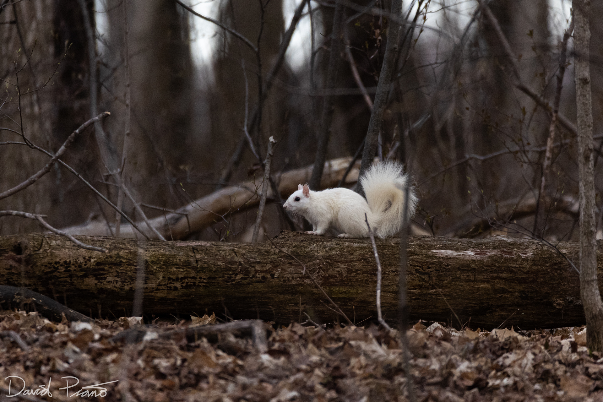 White squirrel in Exeter, ON