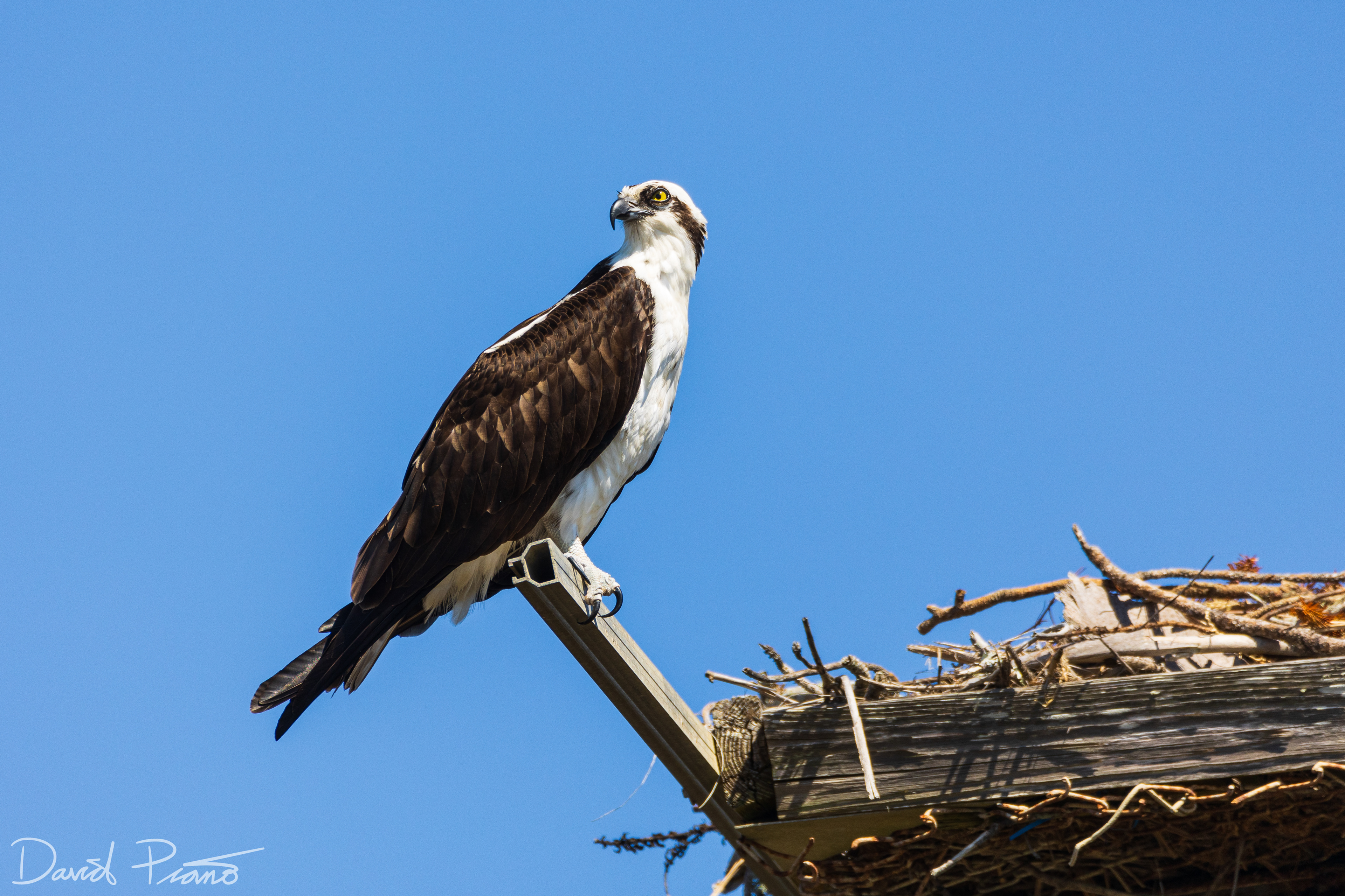 Osprey at Gulf State Park, AL - March 2022