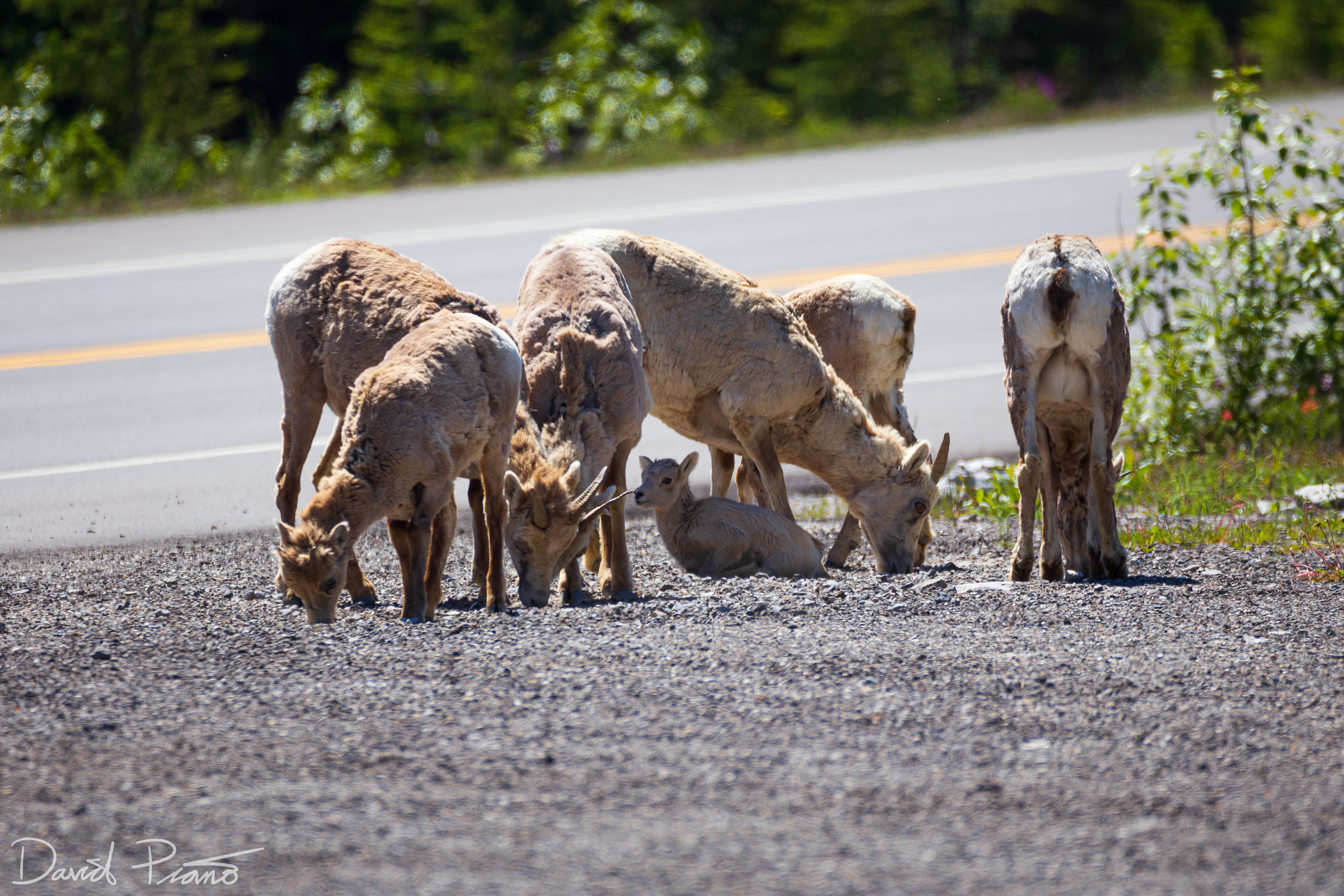 Bighorn Sheep