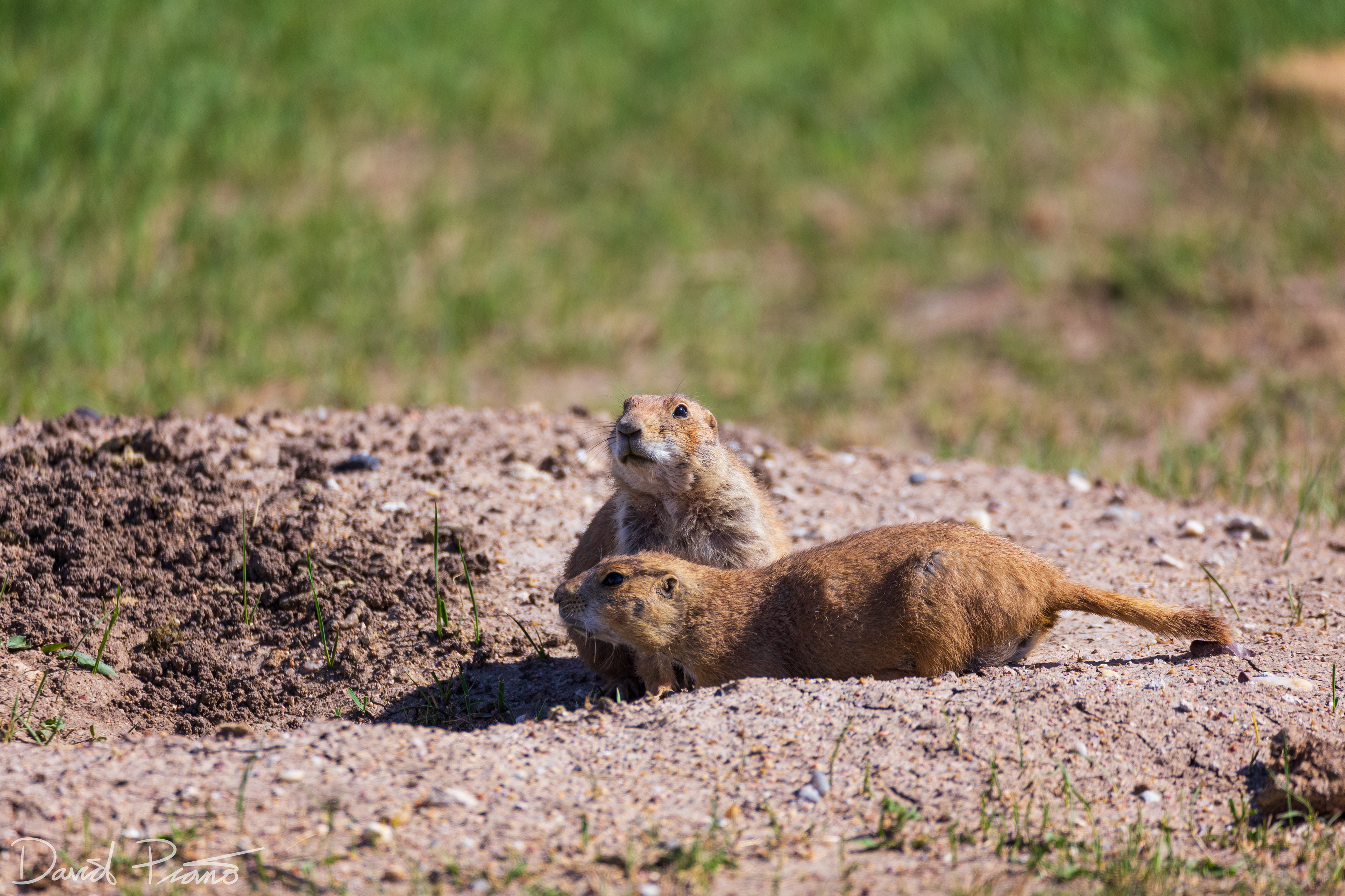 Prairie Dogs