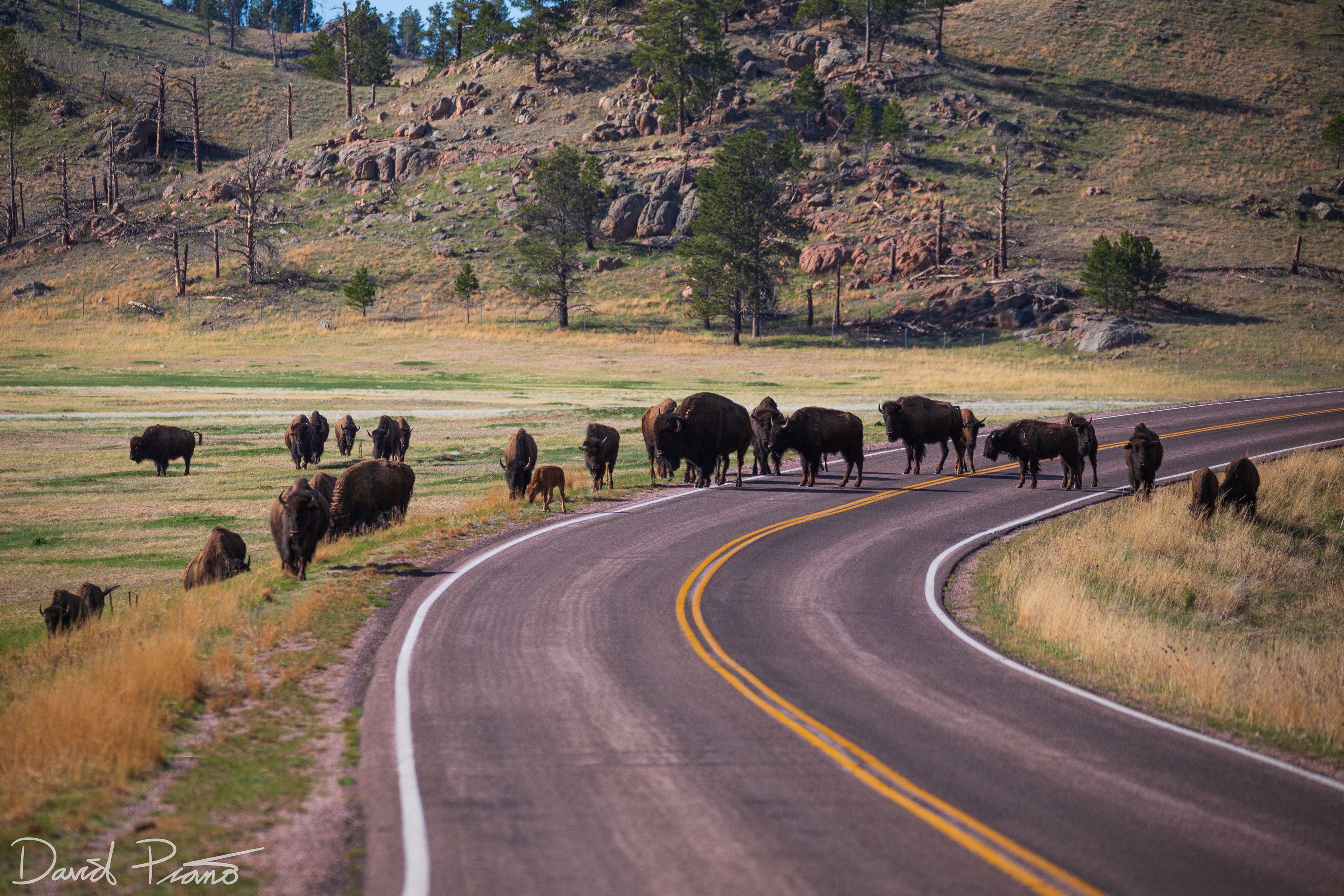 Bison herd at Wind Cave National Park