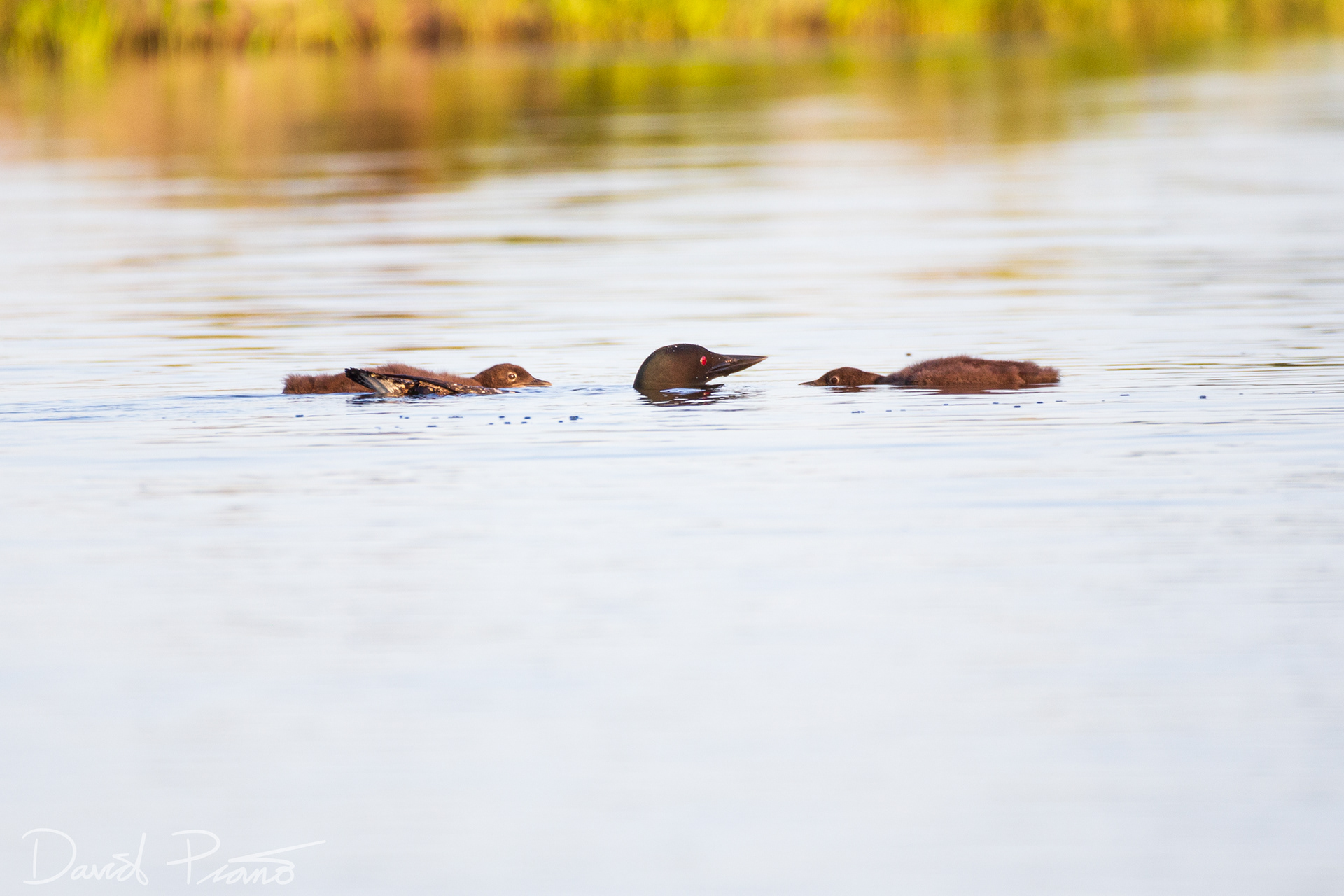 Baby Loons on Grey Owl Lake - McKellar, ON