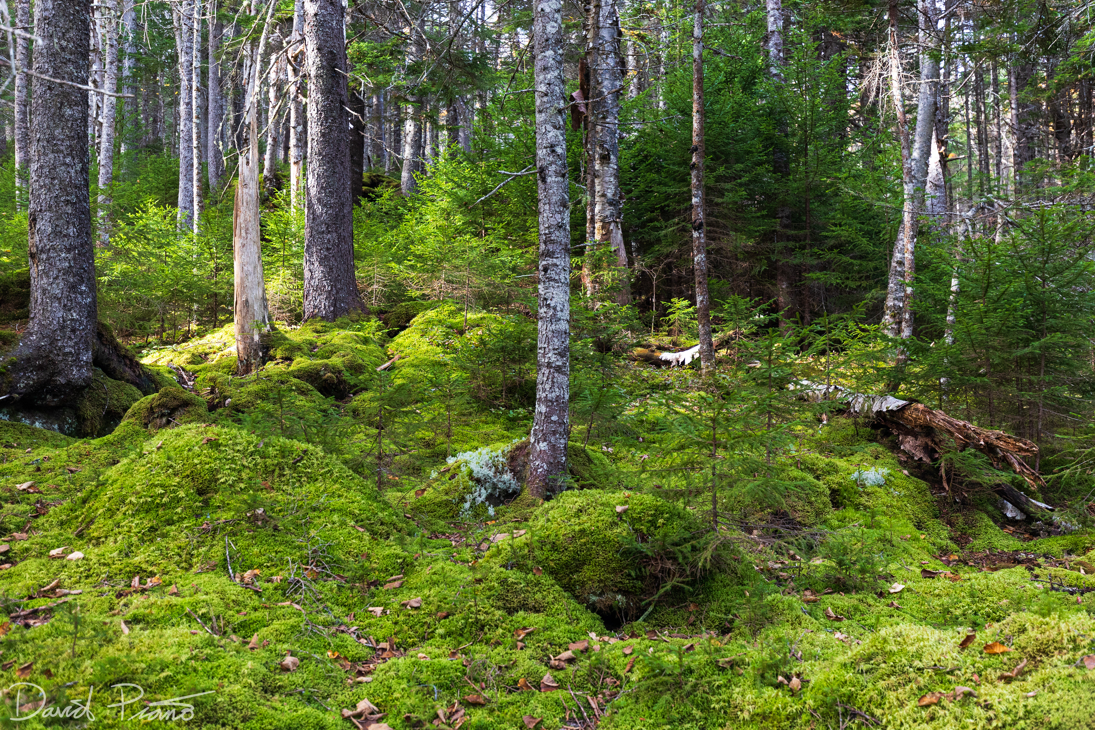 Moss along the Coastal Trail
