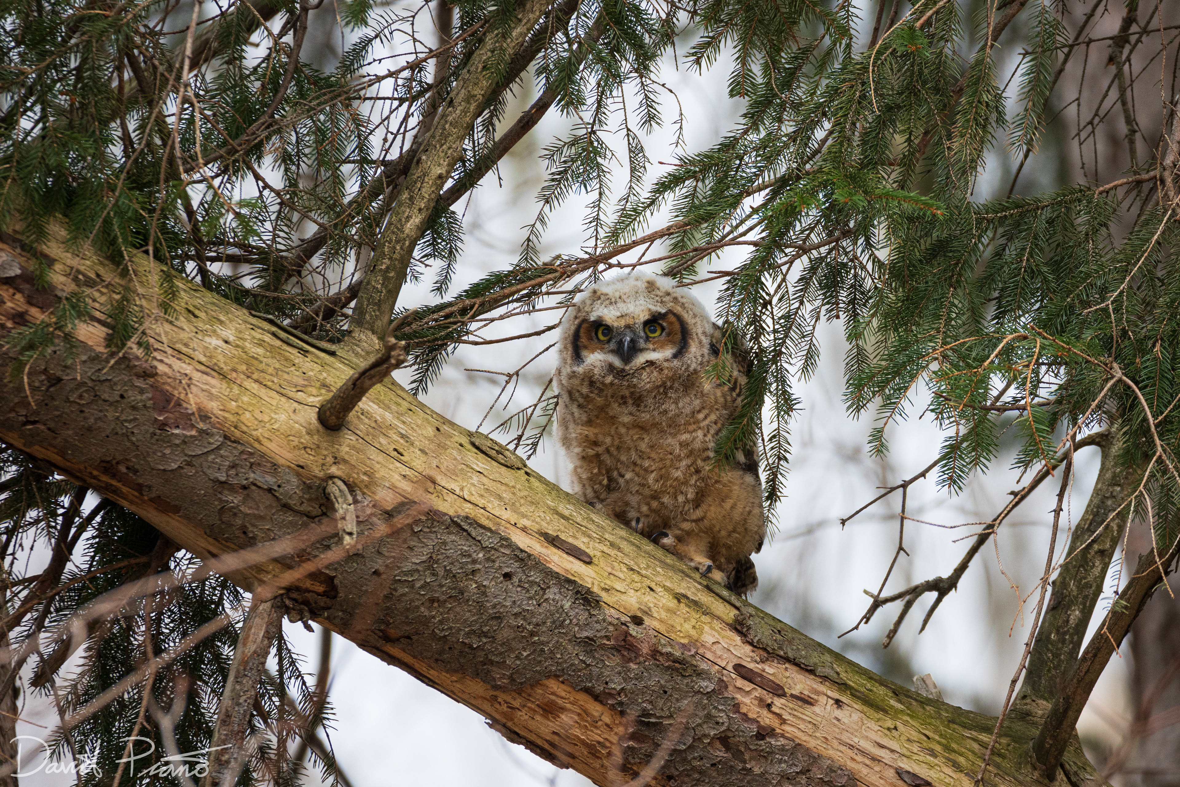 Juvenile Great Horned Owl - London, ON