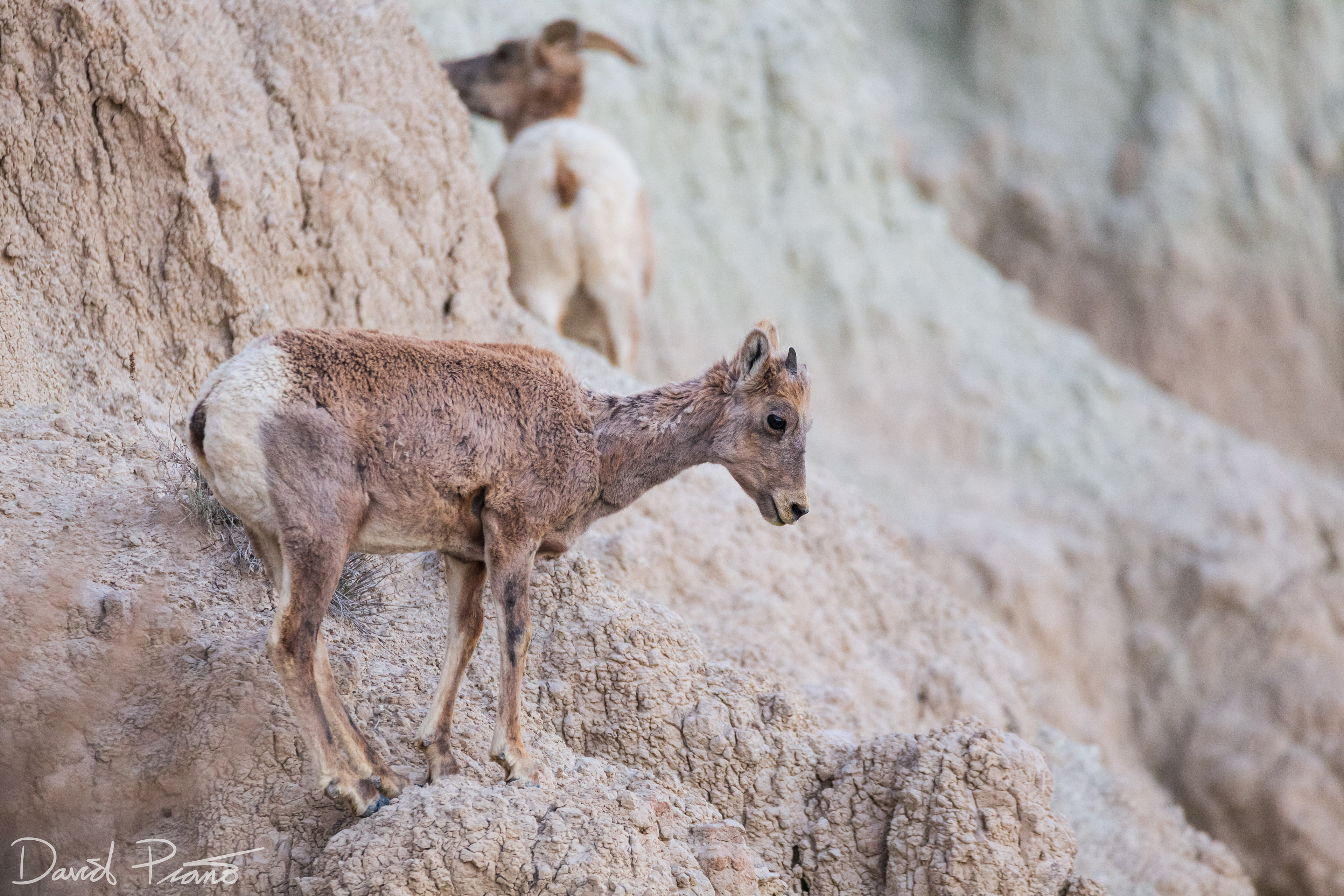 Young Bighorn Sheep