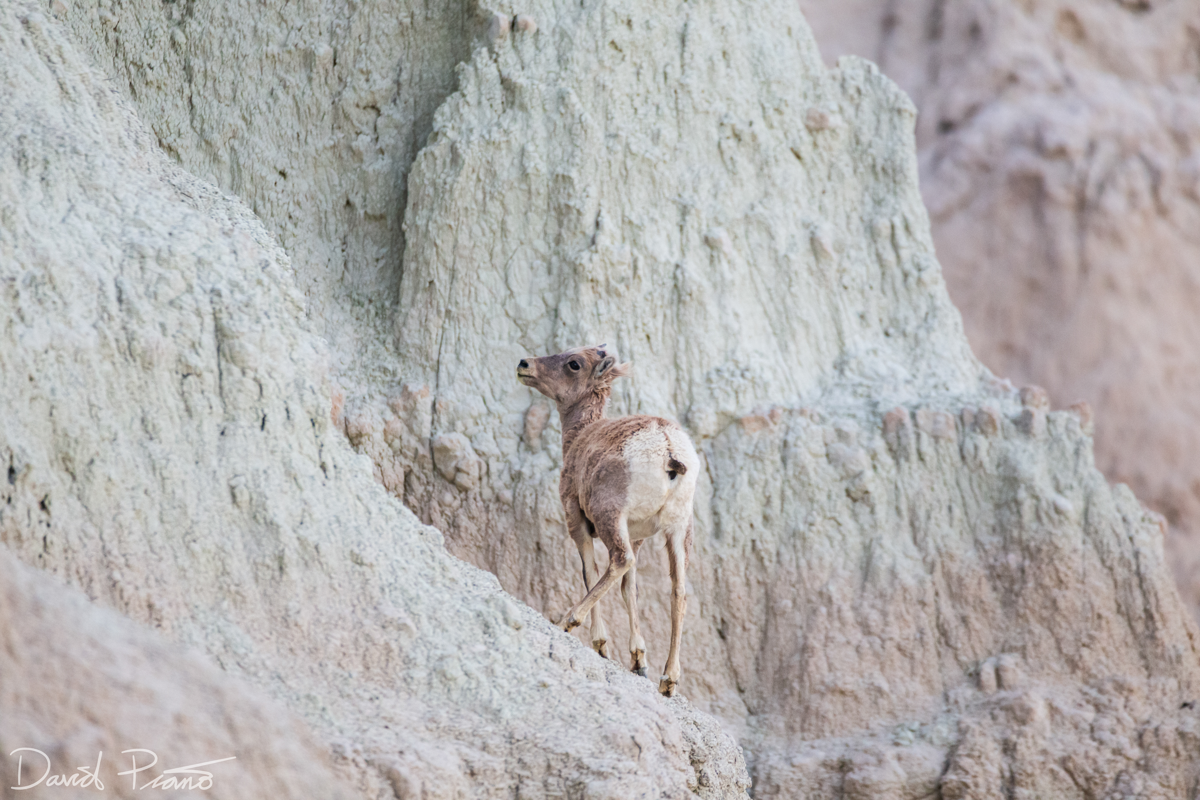 Young Bighorn Sheep