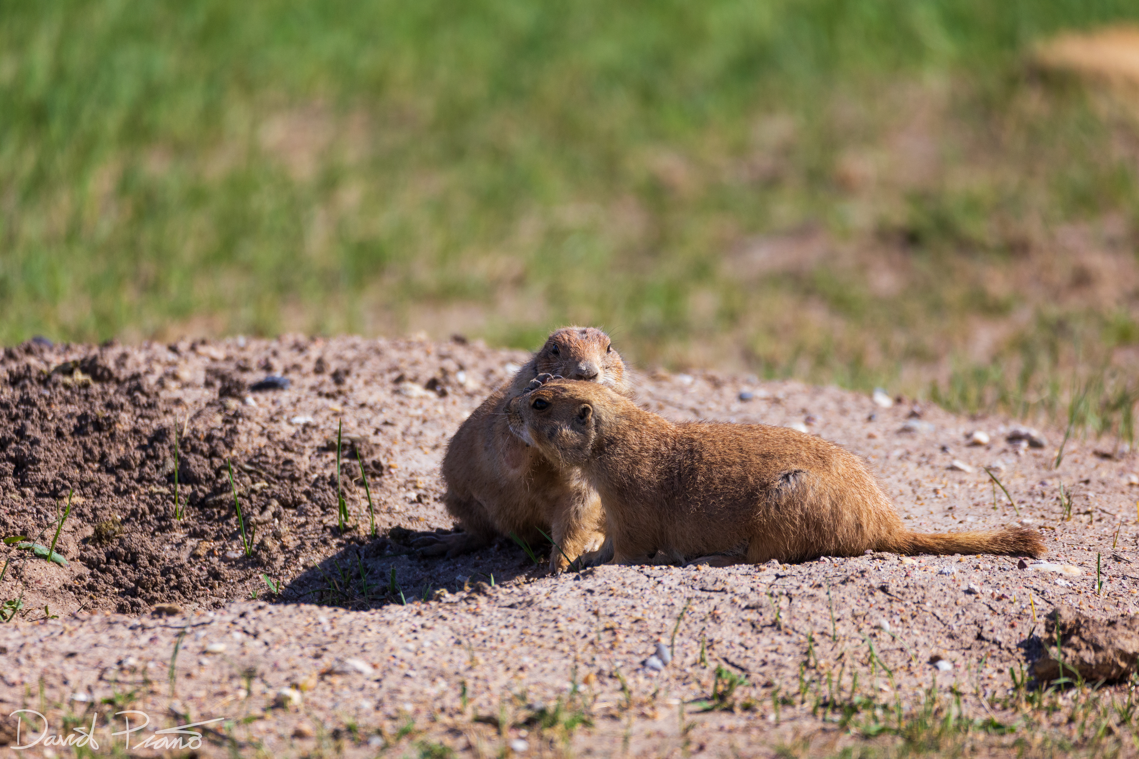 Prairie Dogs