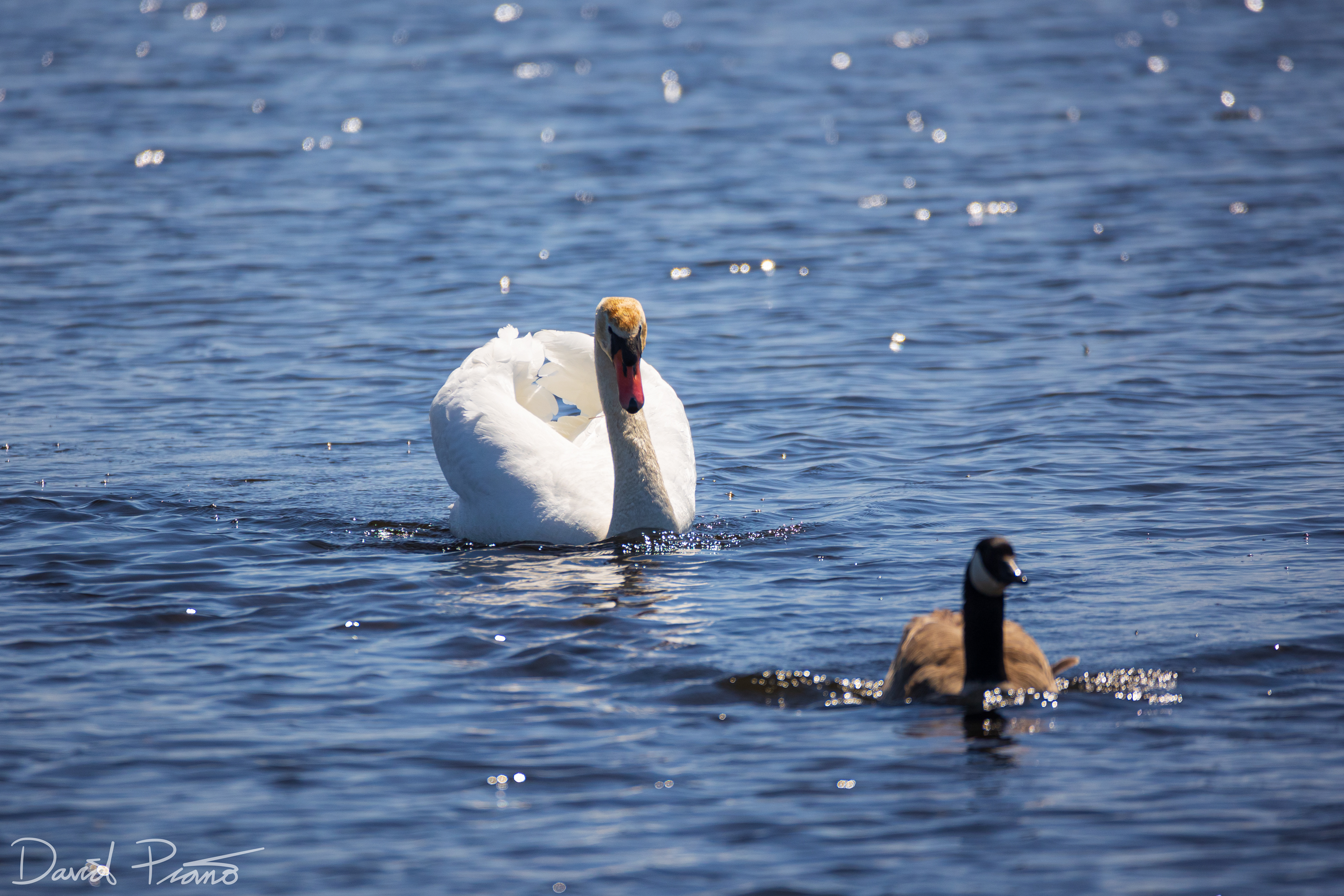 Swan chasing Canada Goose