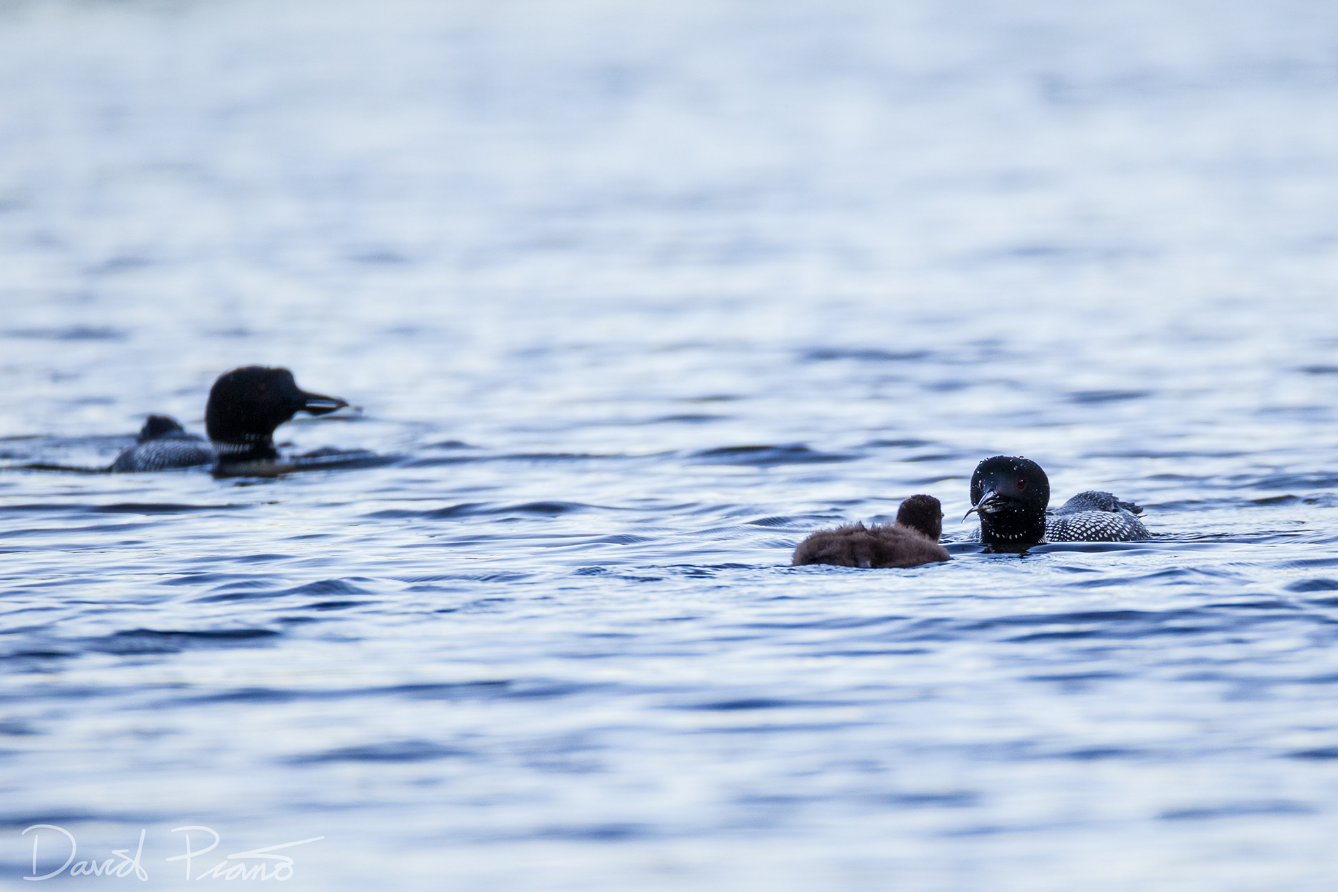 Baby Loon with Parents on Grey Owl Lake - McKellar, ON