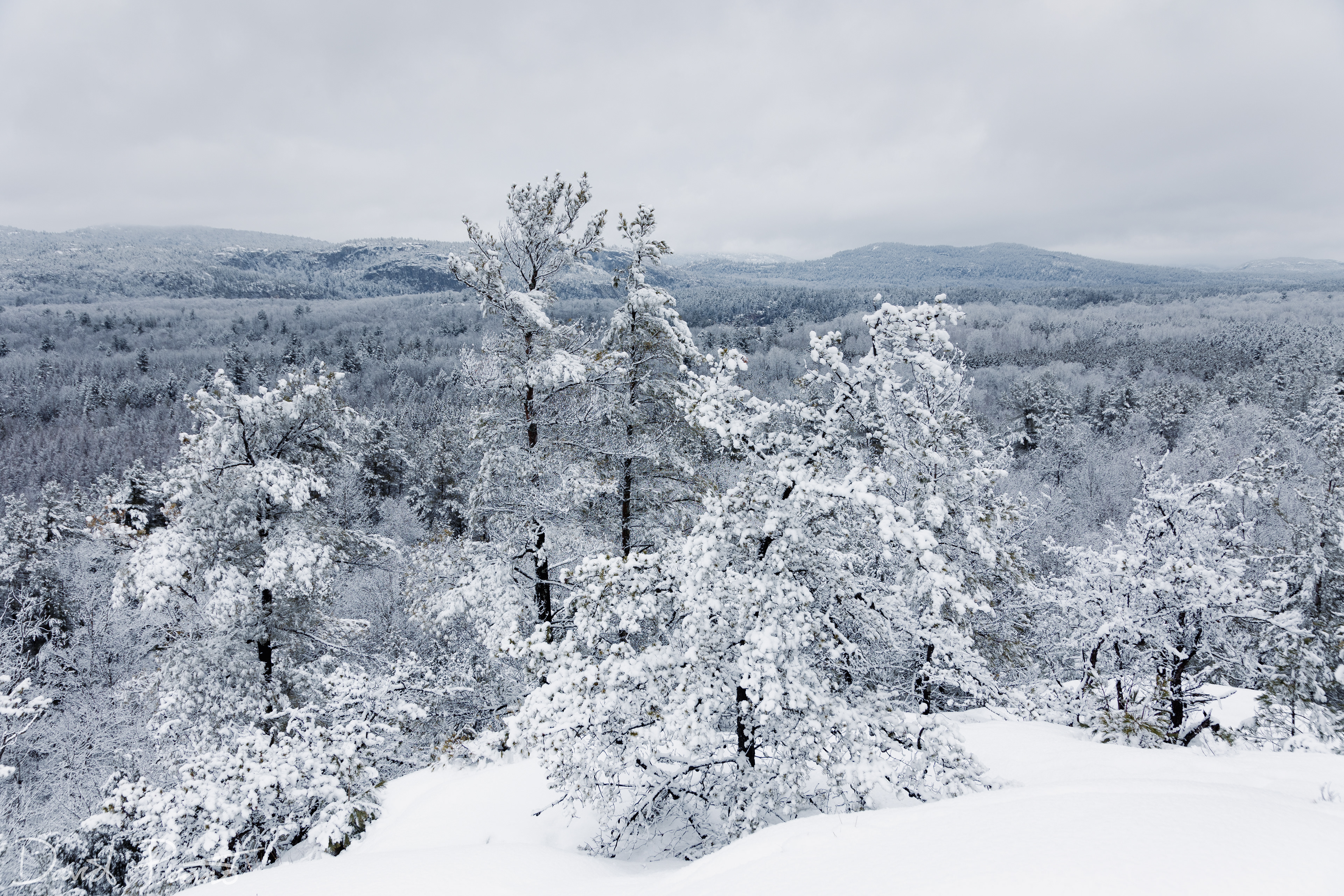 Snow-globe scenes at Killarney Provincial Park after a fresh snowfall - 03/25/2022
