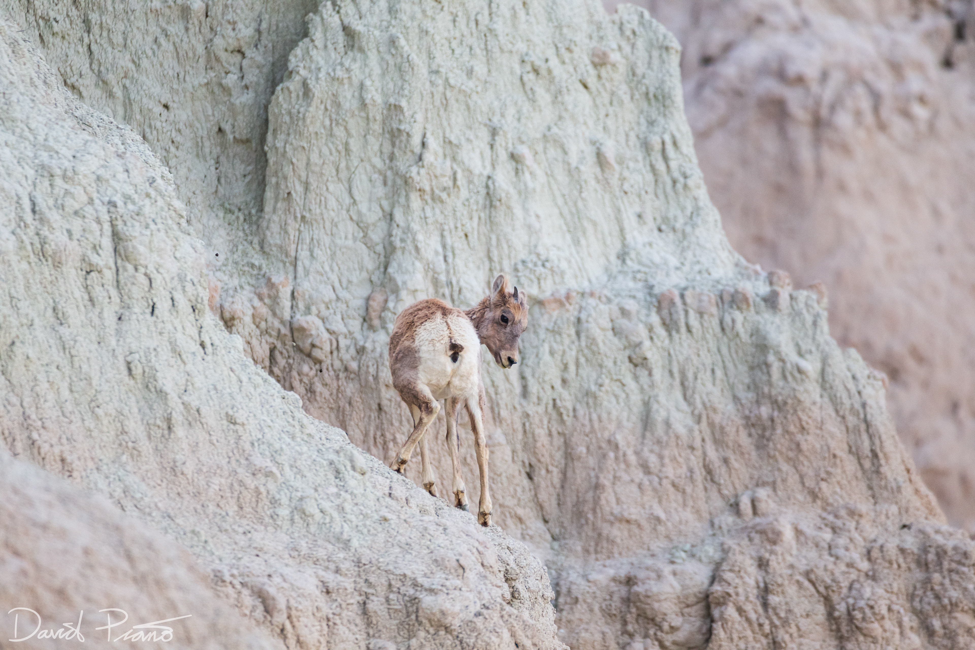 Young Bighorn Sheep