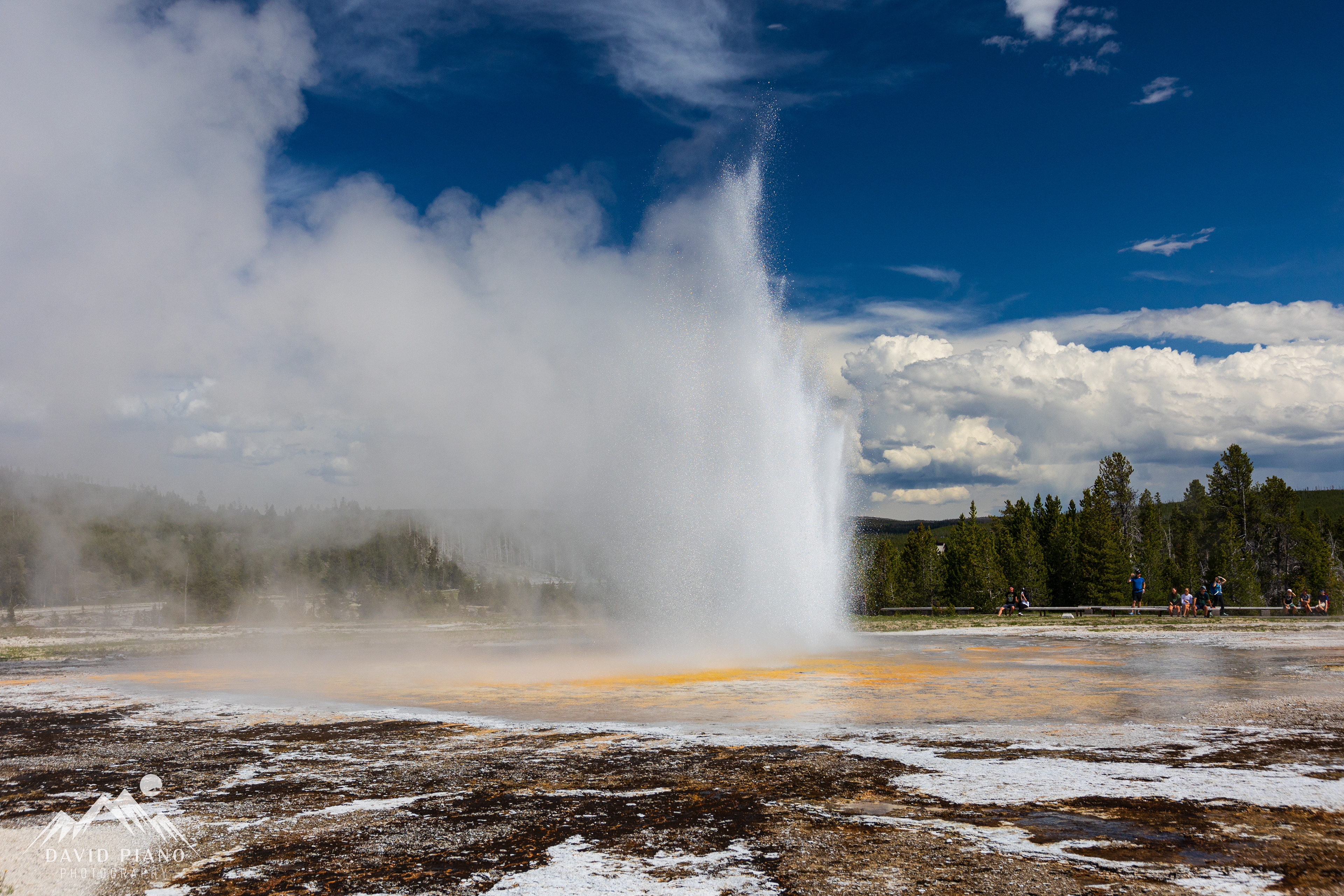 Daisy Geyser