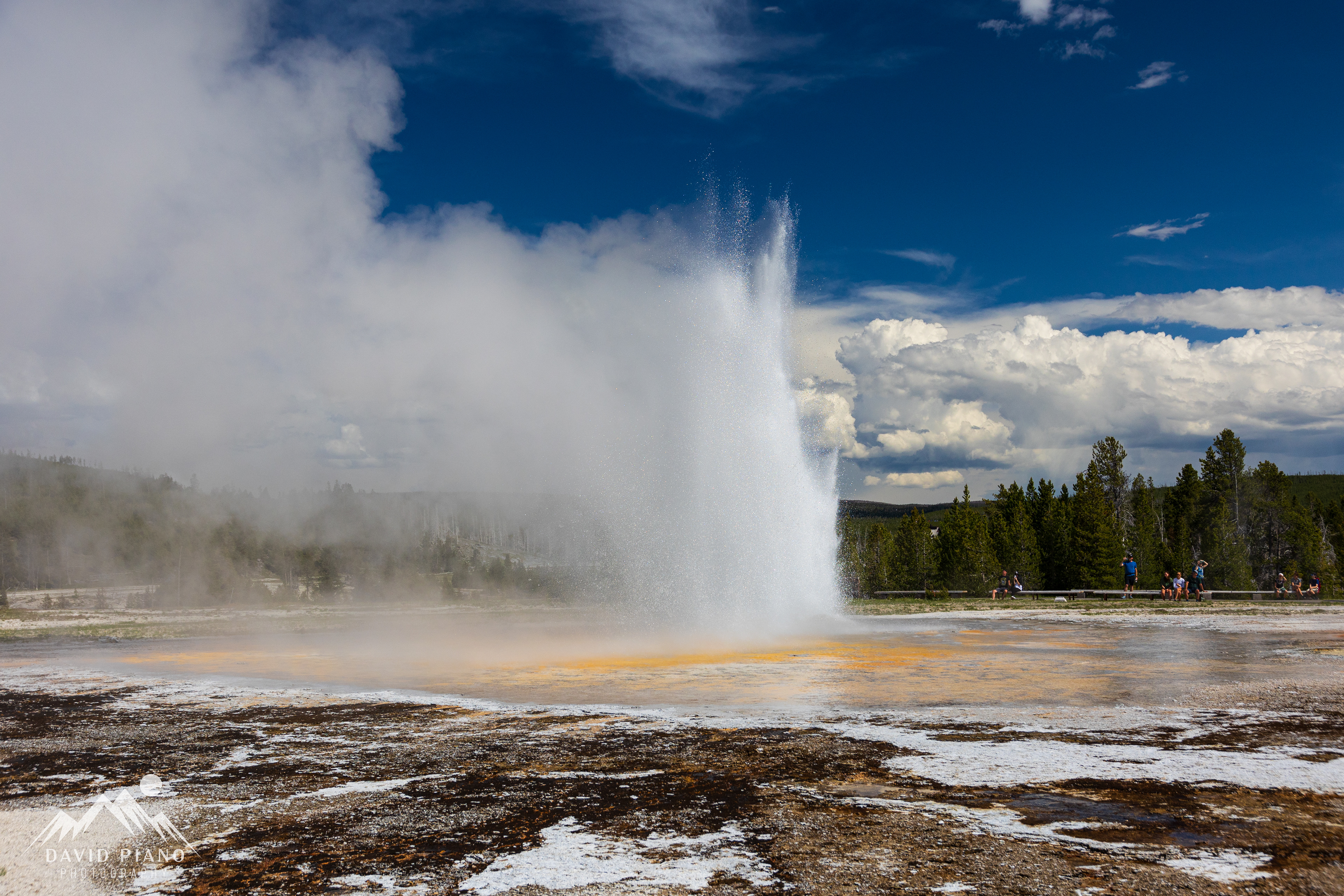 Daisy Geyser