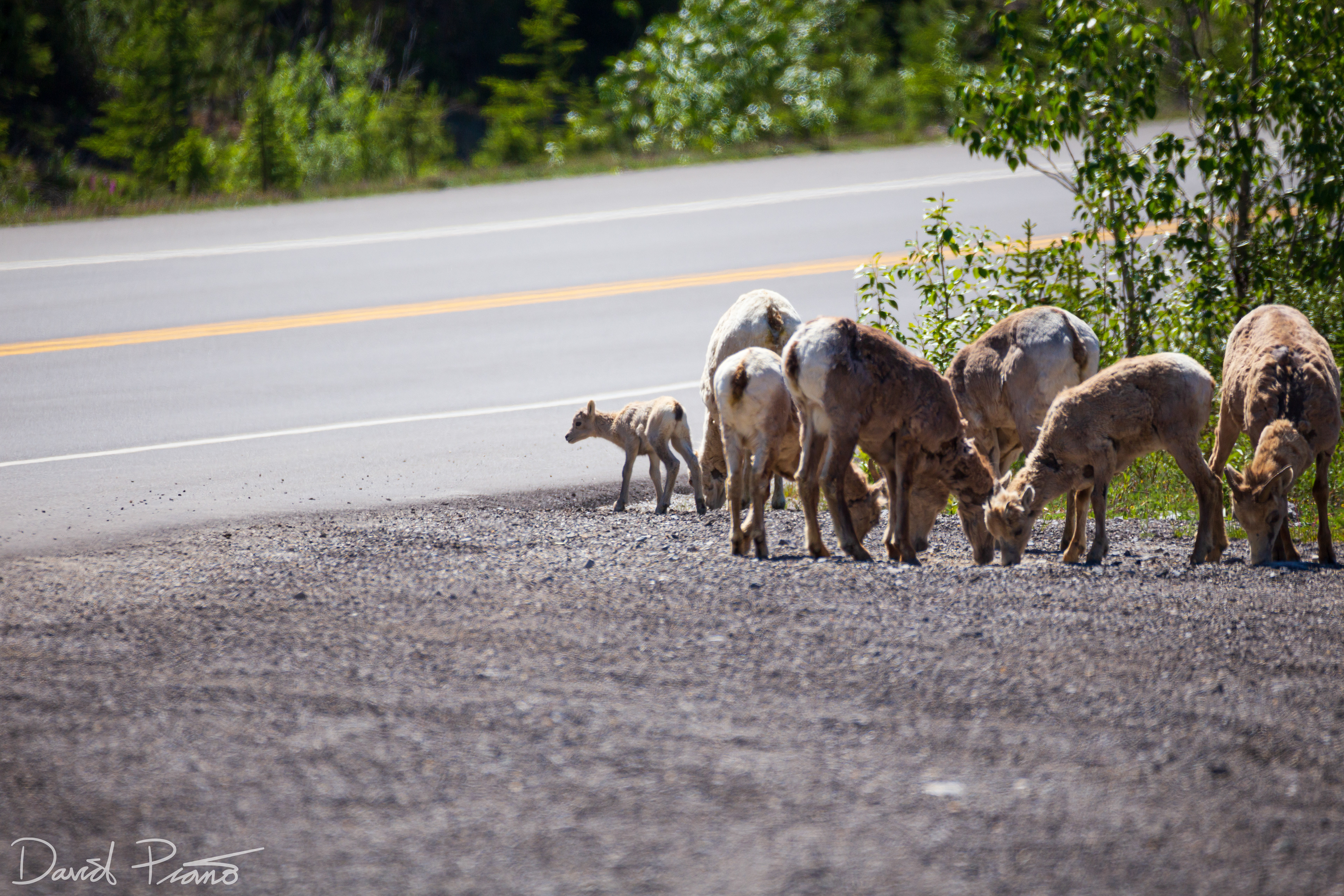 Bighorn Sheep