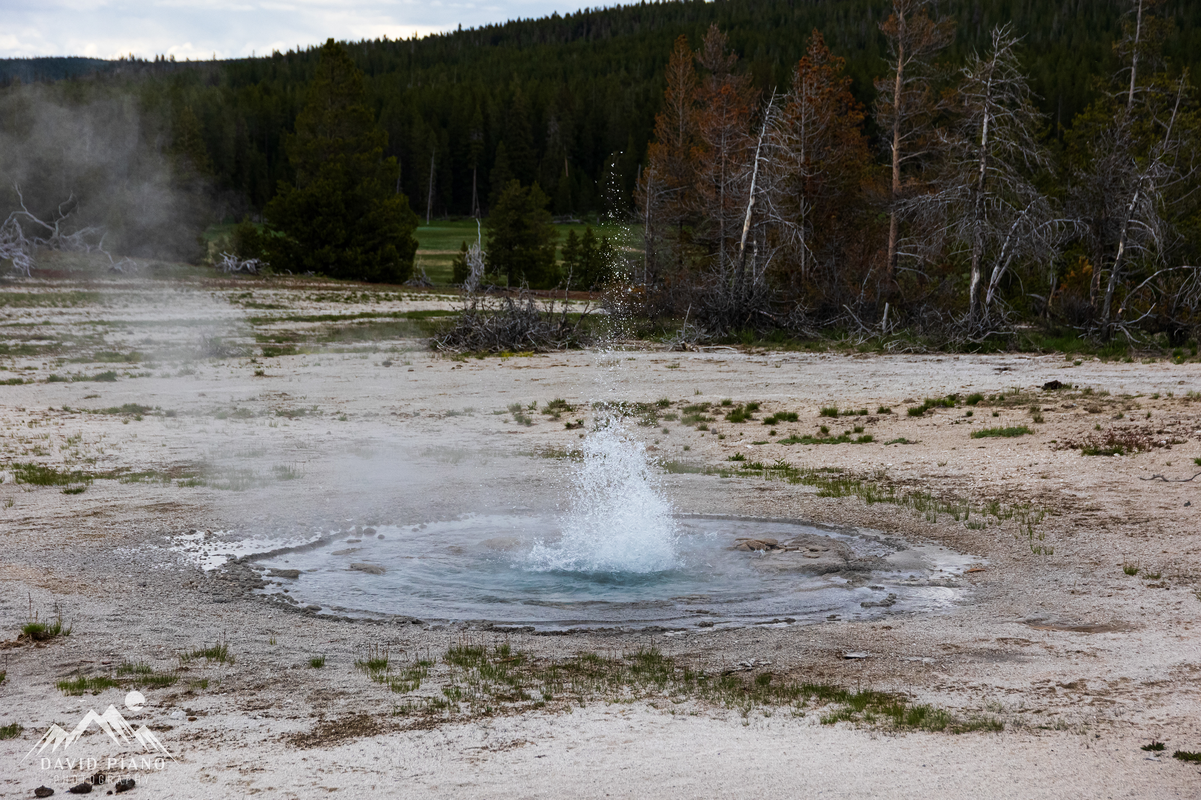 Twig Geyser