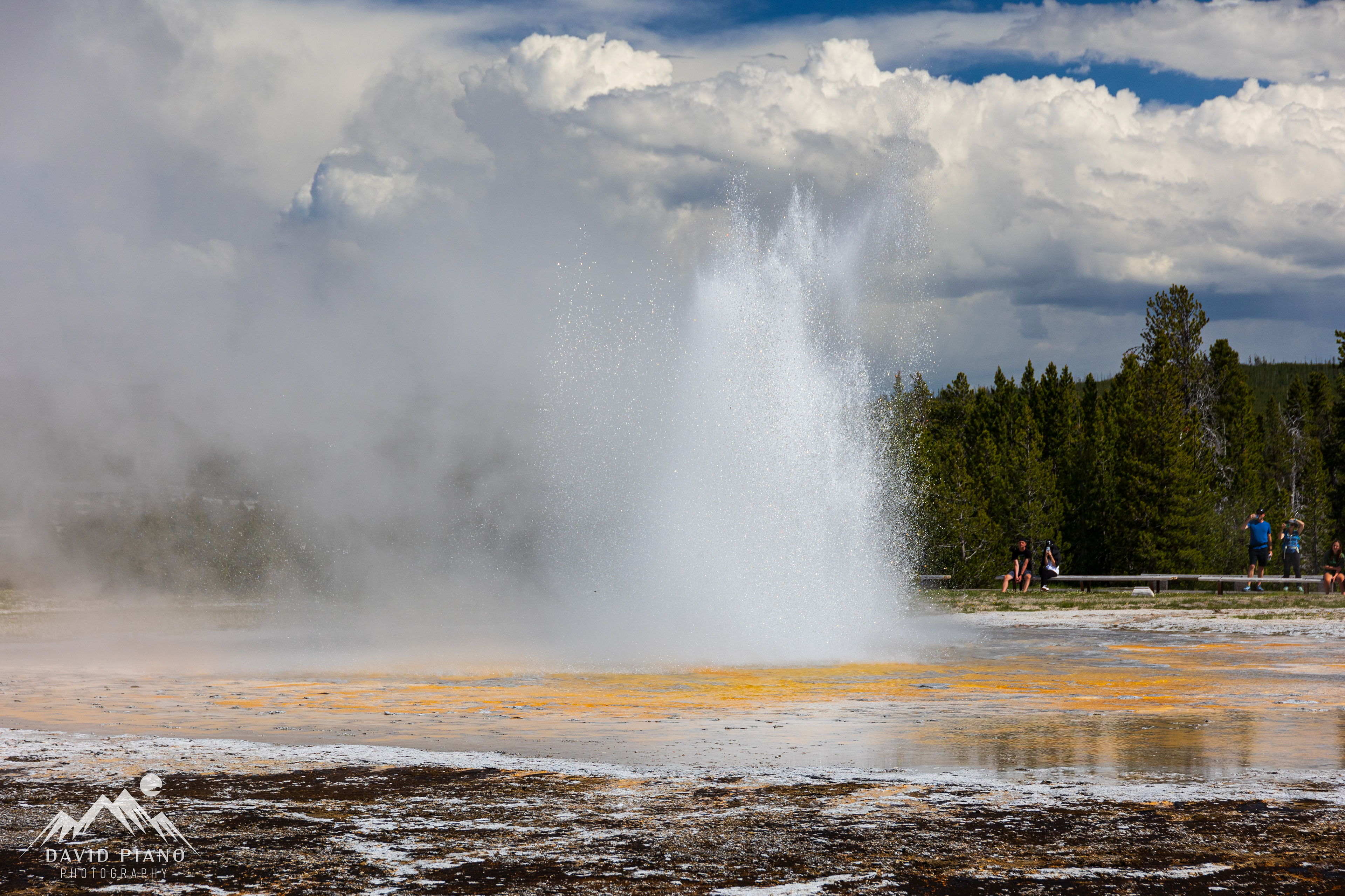 Daisy Geyser