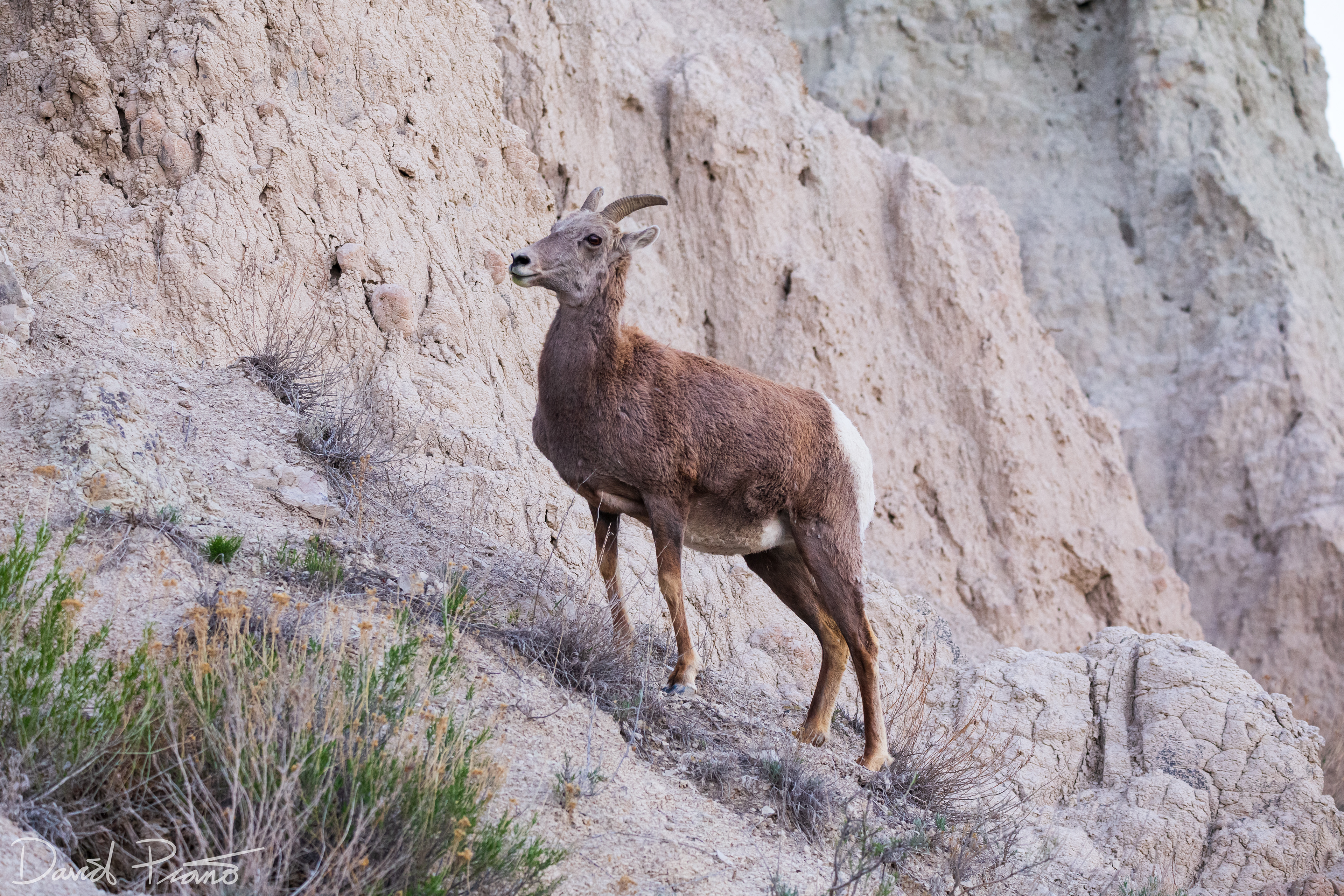 Bighorn Sheep