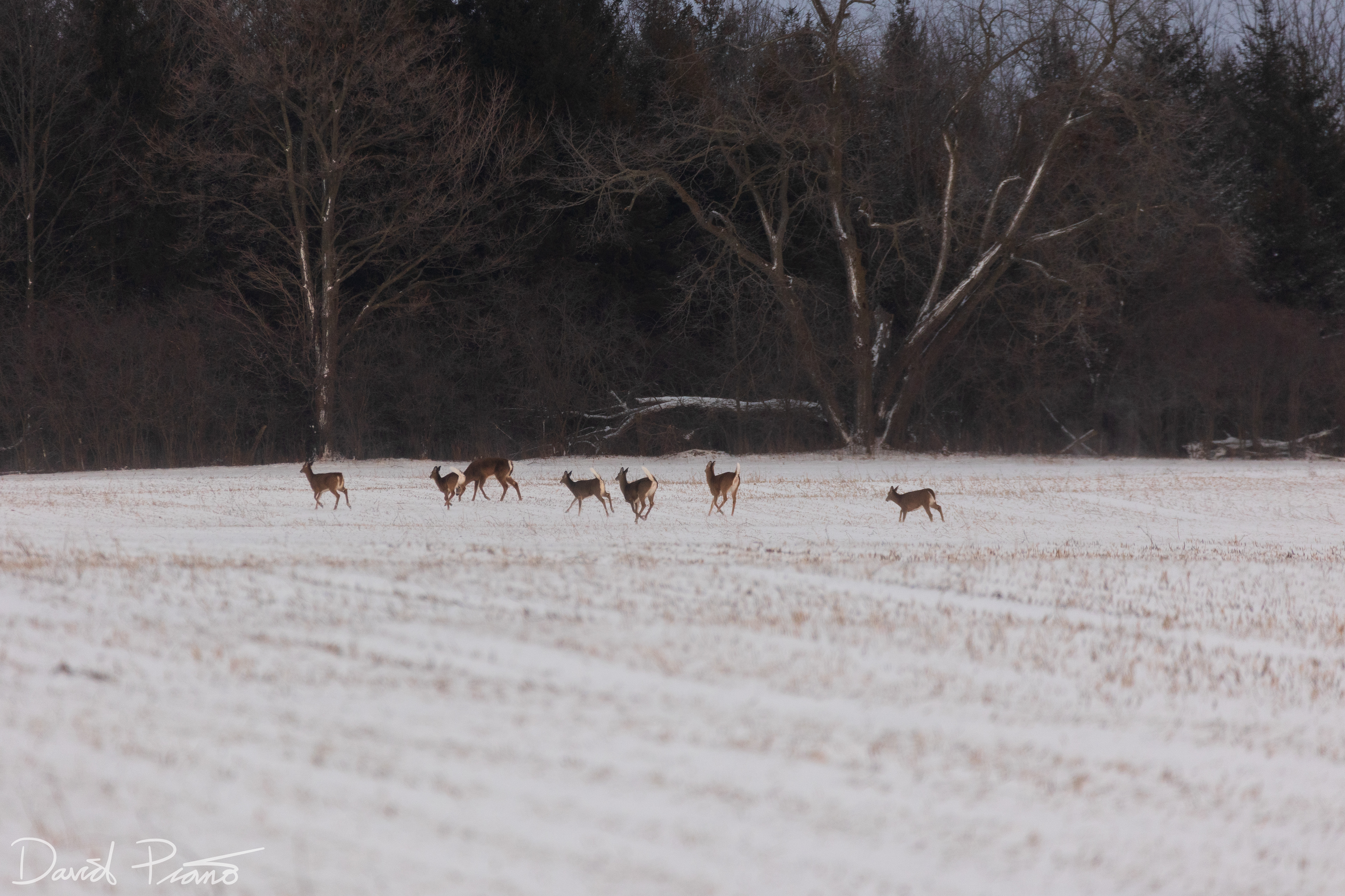 Deer in Oxford County, ON