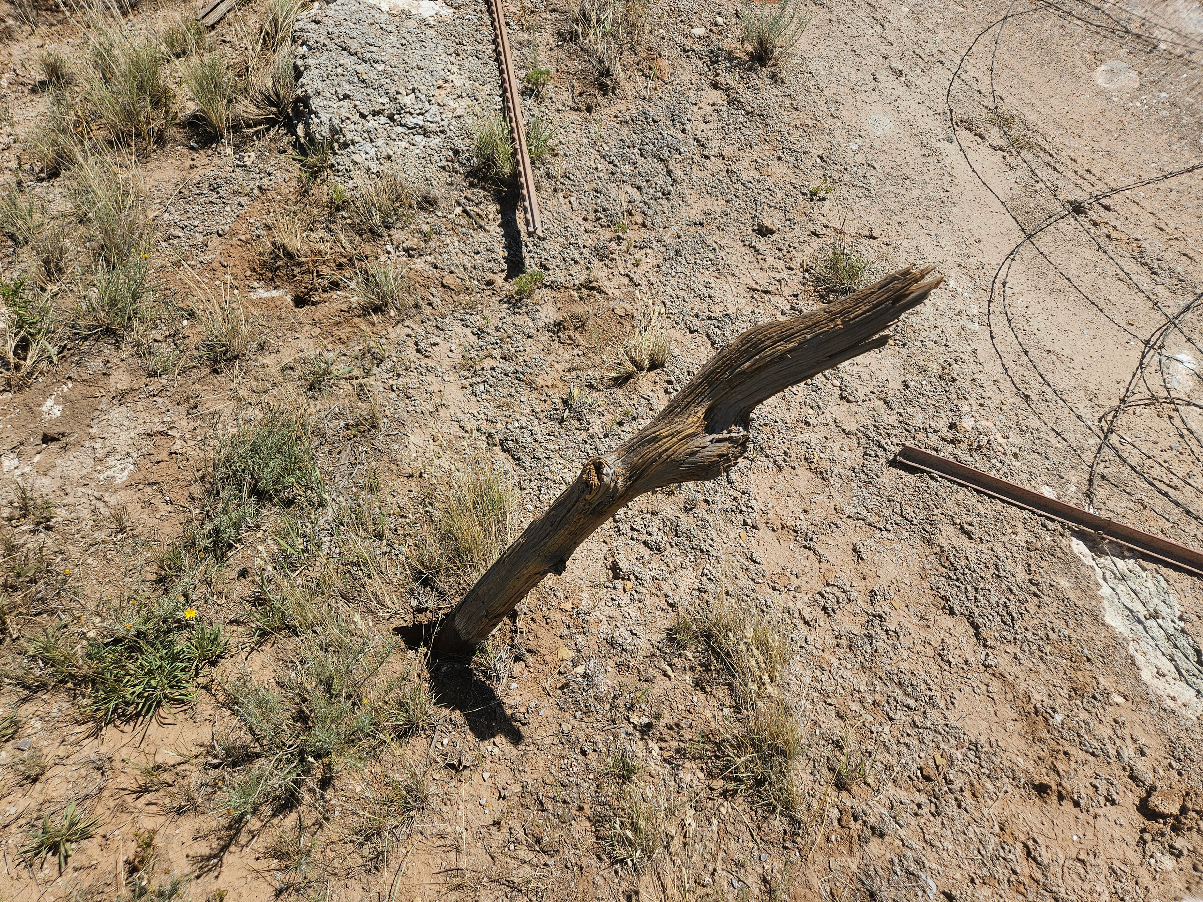 Wood driven into the ground in the tornado's path