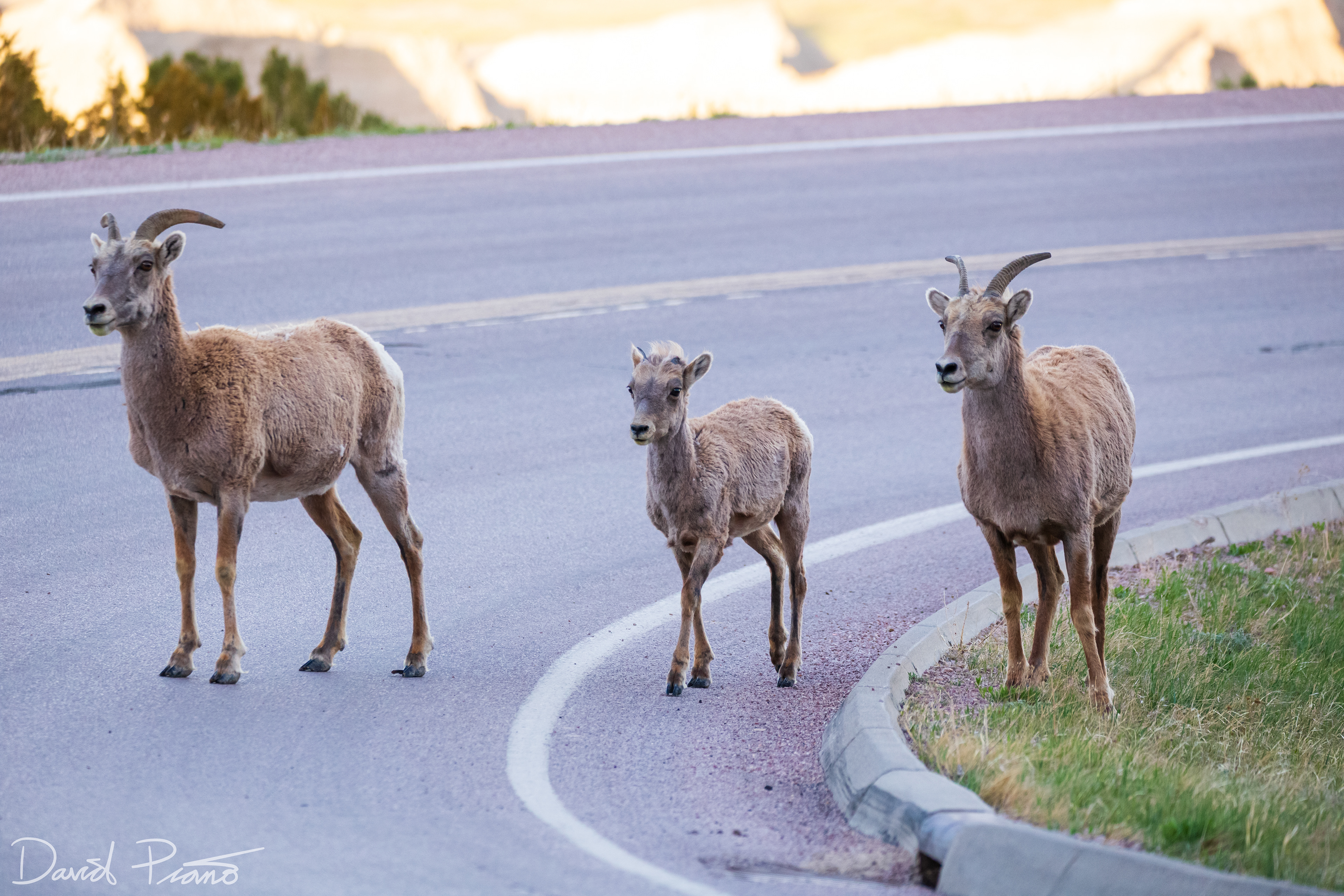 Bighorn Sheep Family - Badlands National Park