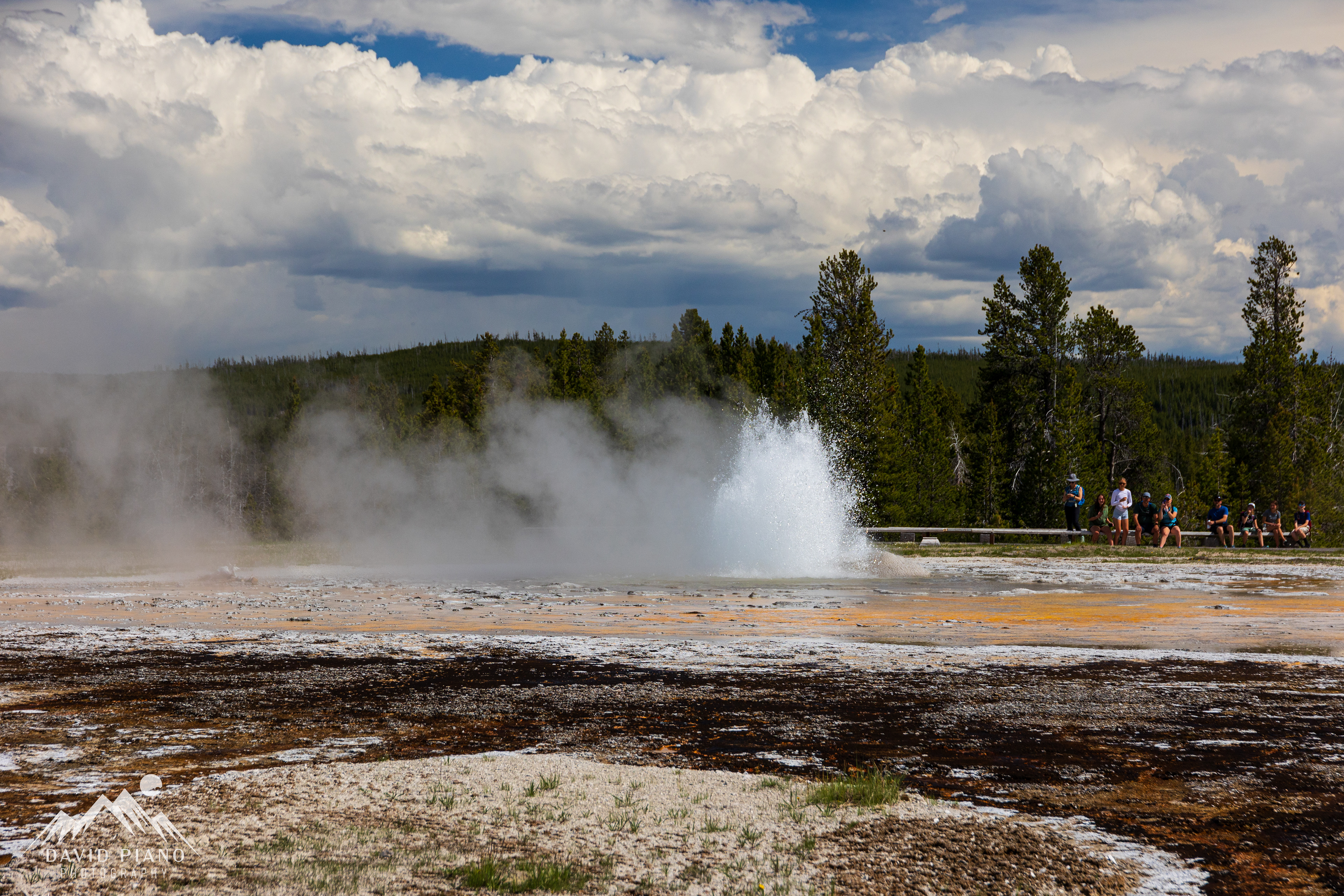 Daisy Geyser