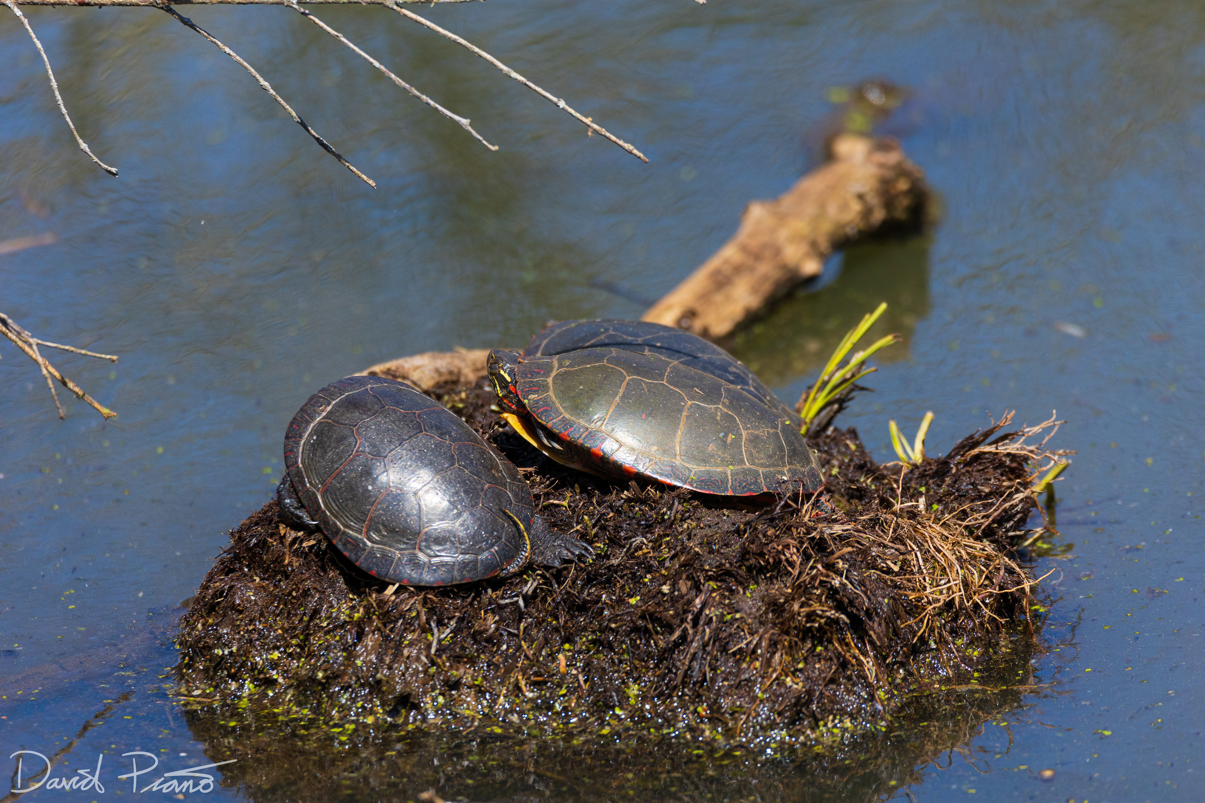 Painted Turtles