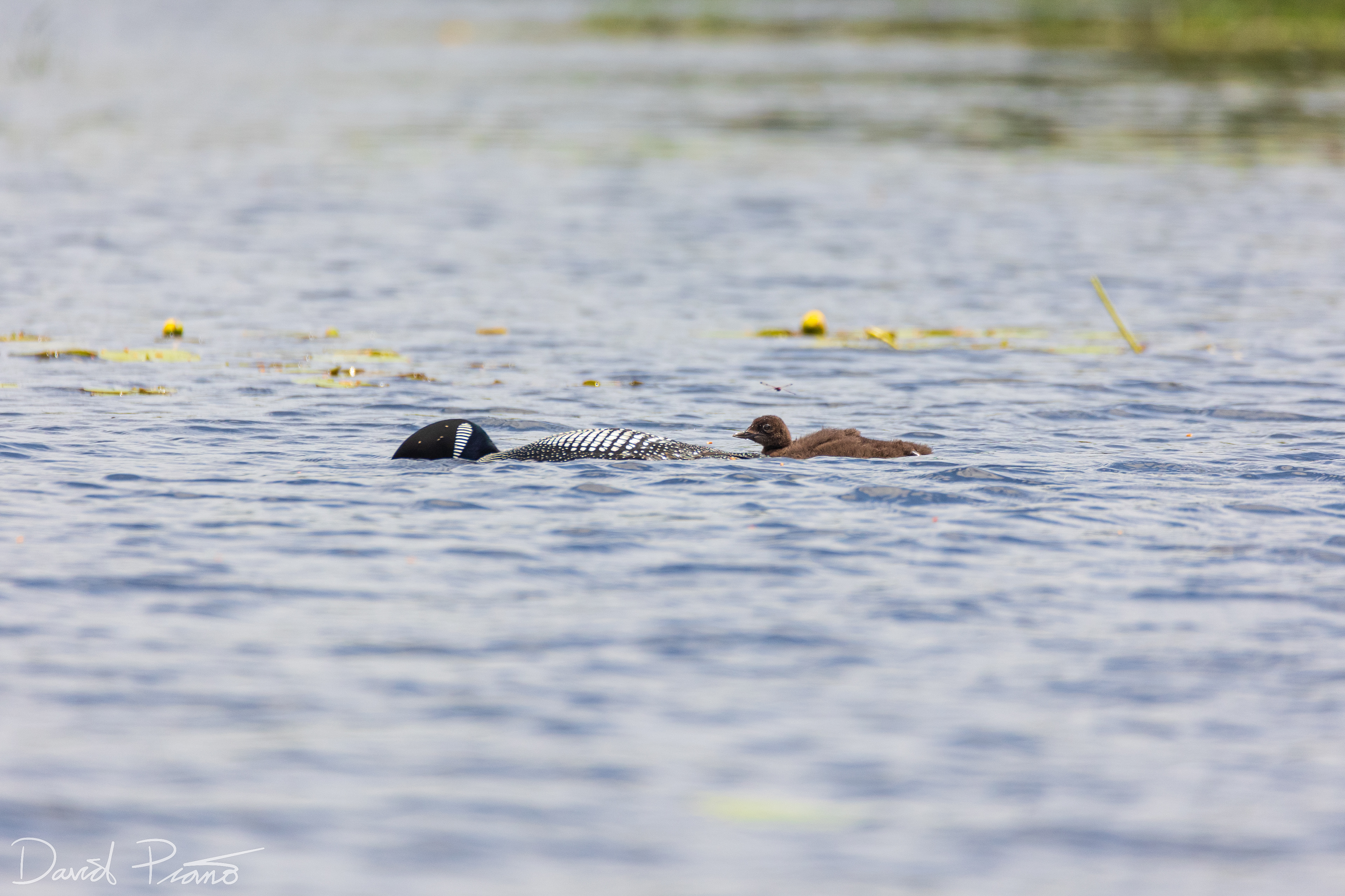 Baby Loon on Grey Owl Lake - McKellar, ON