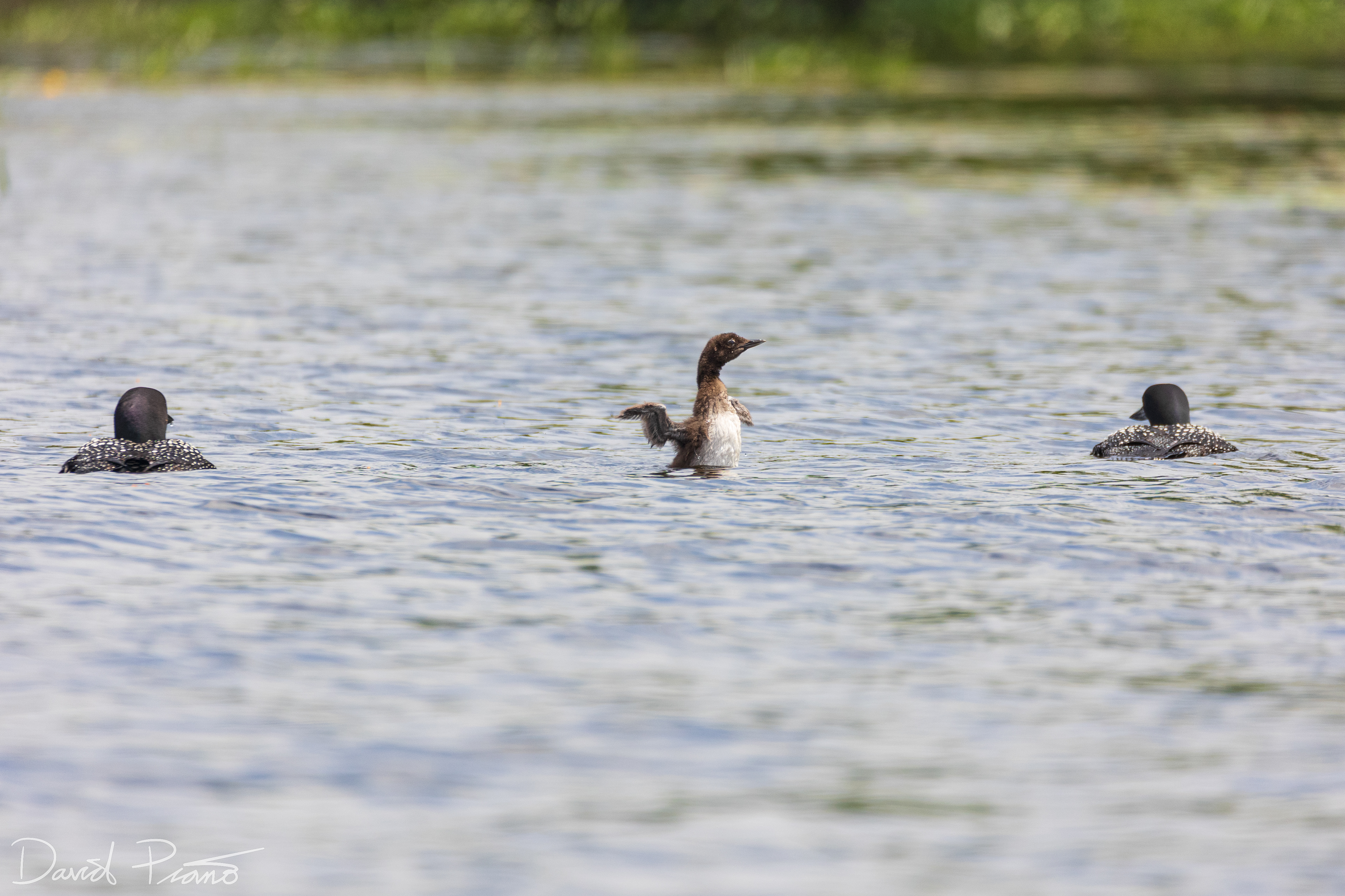 Baby Loon on Grey Owl Lake - McKellar, ON