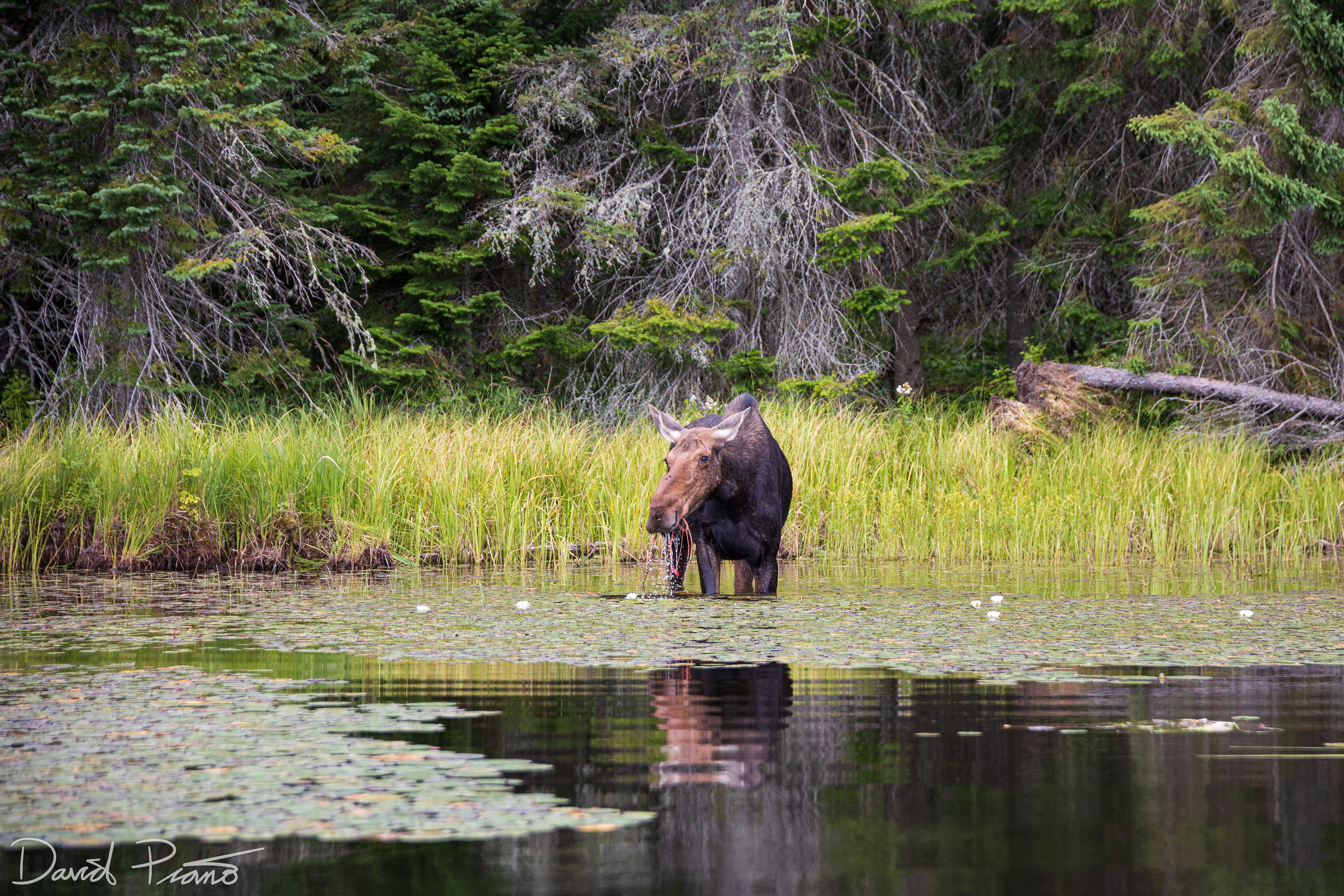 Moose on Little Joe Lake