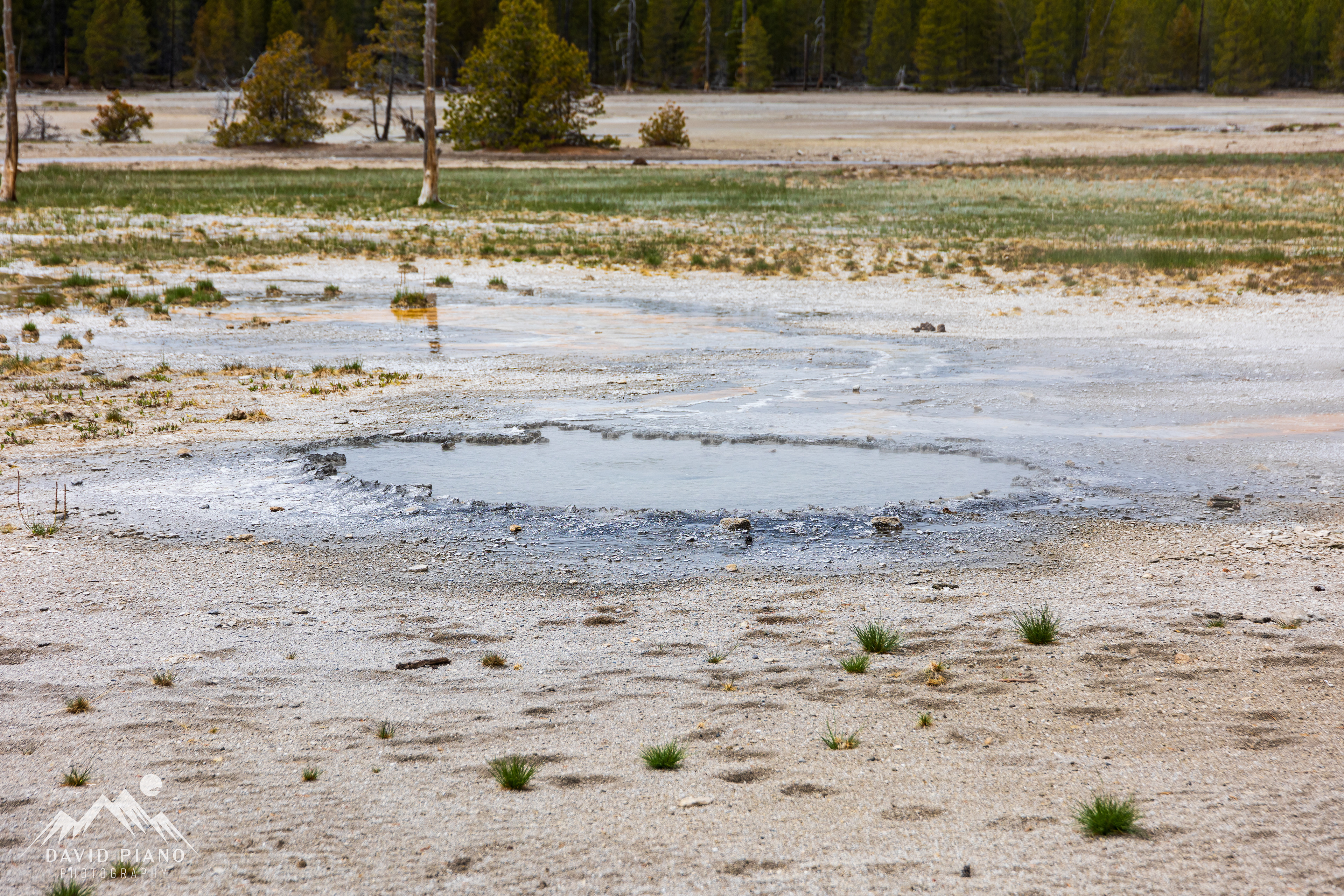 Palpitator Spring