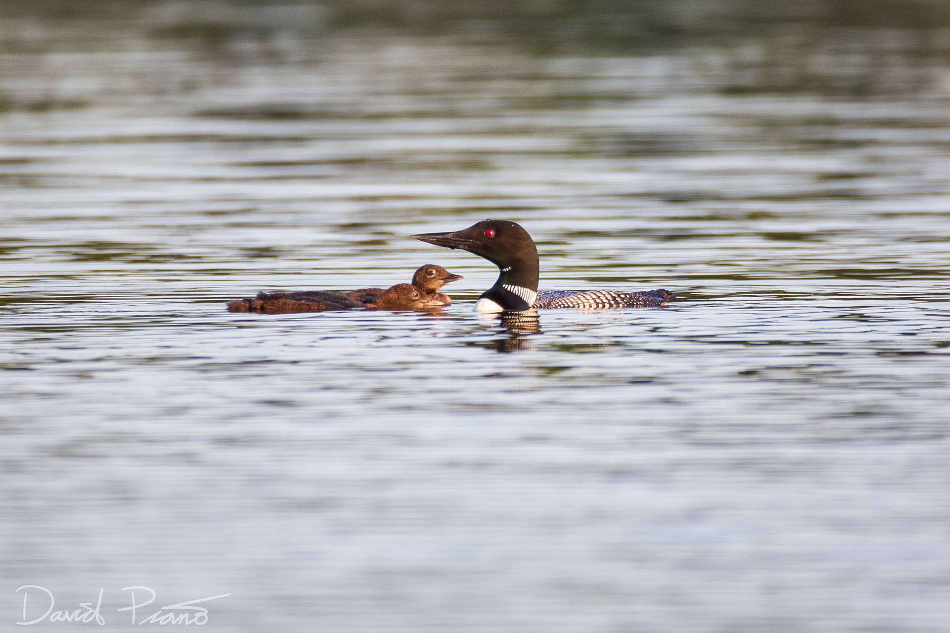 Baby Loons on Grey Owl Lake - McKellar, ON