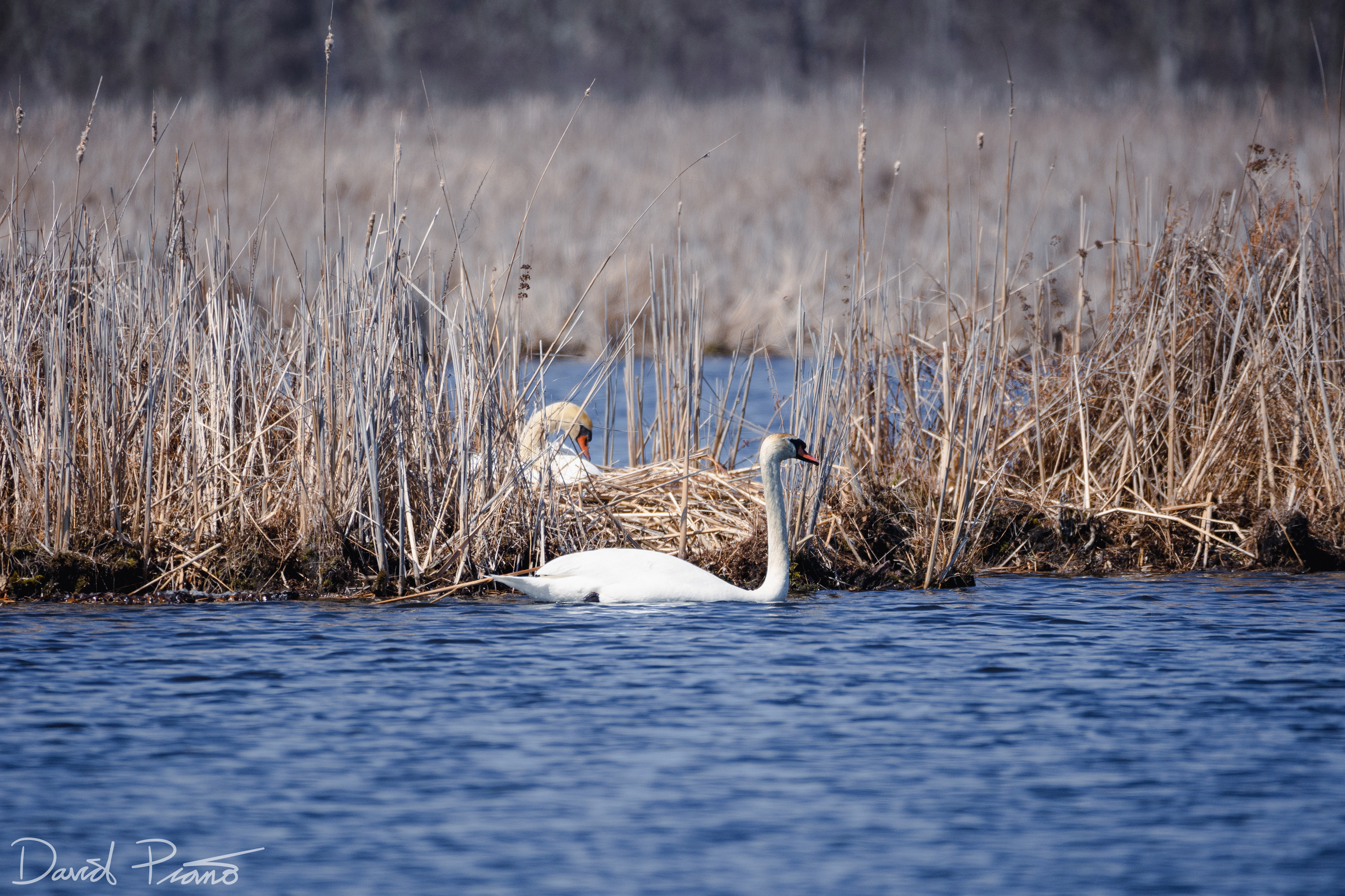 Mute Swans