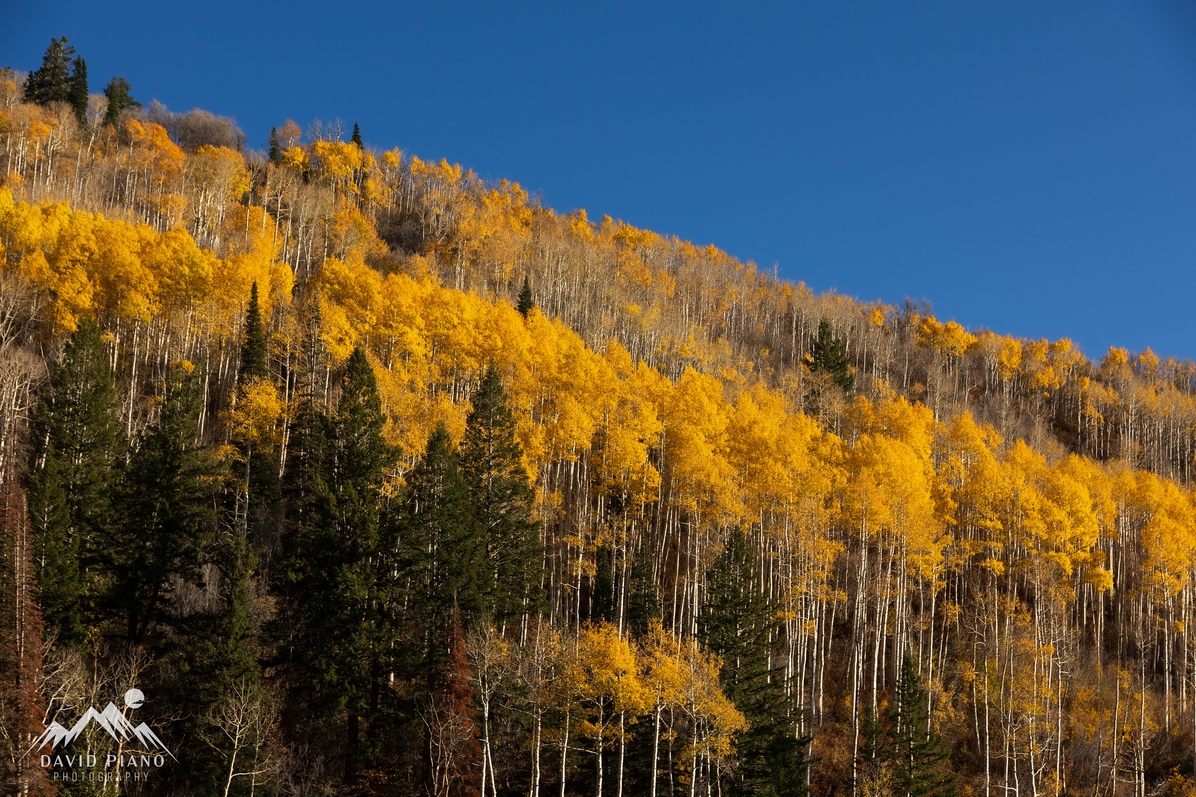 Bright yellow aspen trees