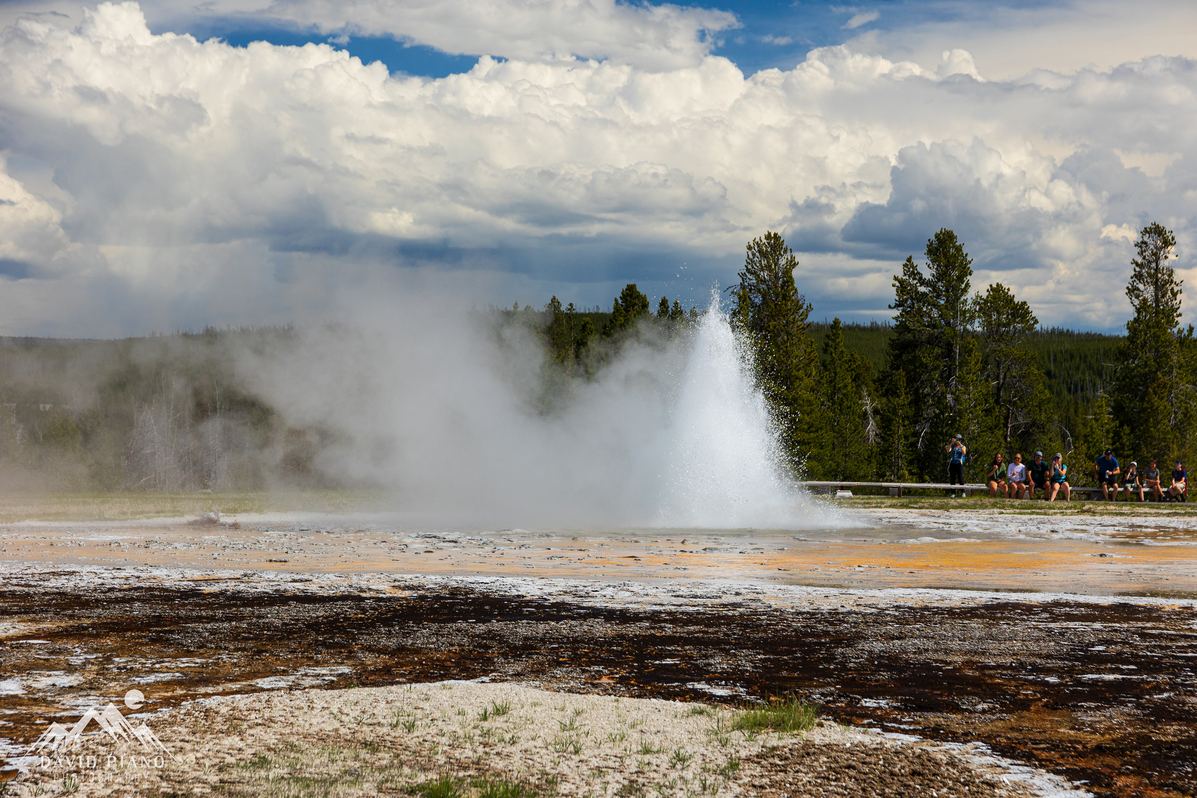 Daisy Geyser