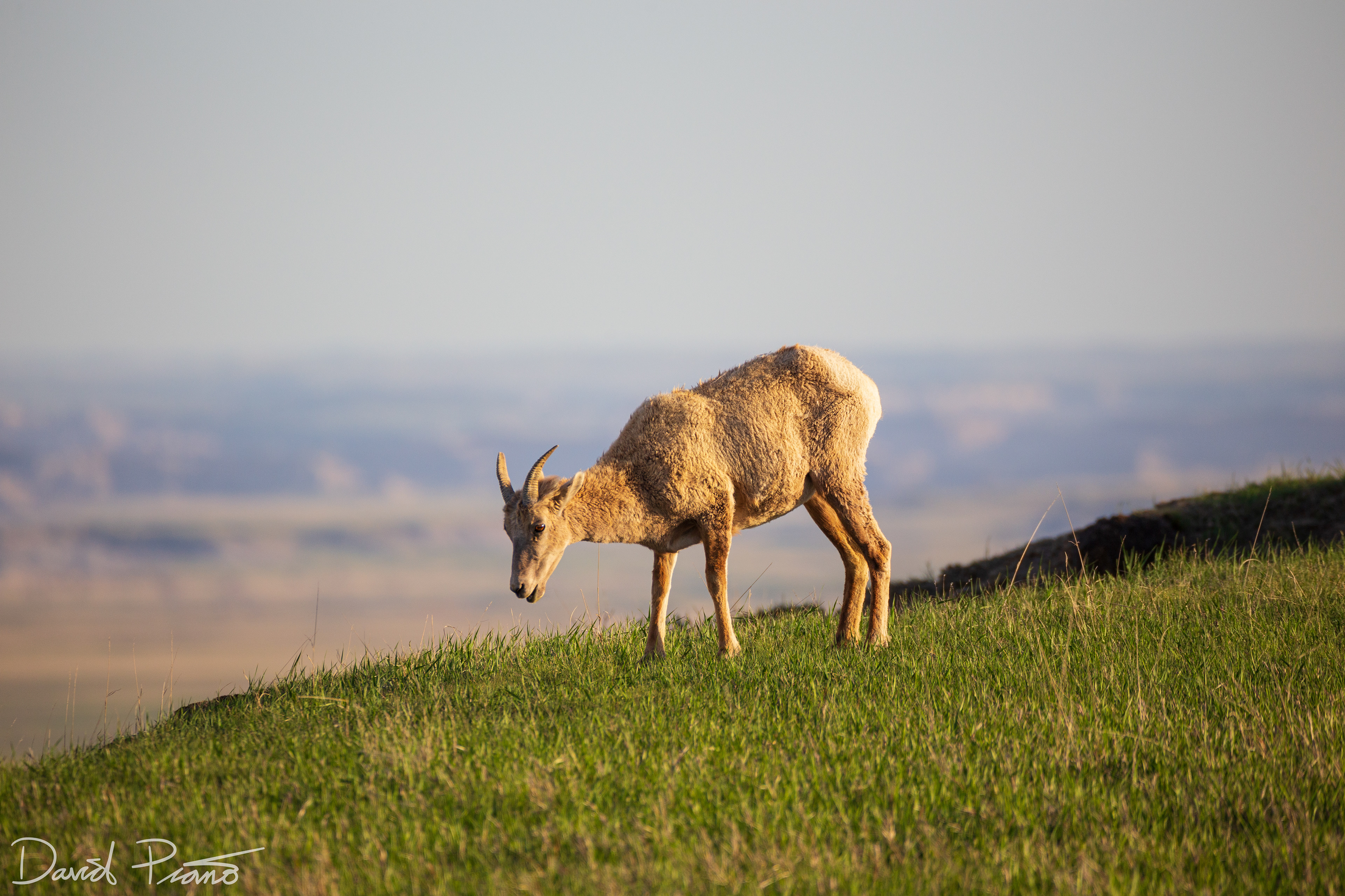 Bighorn Sheep