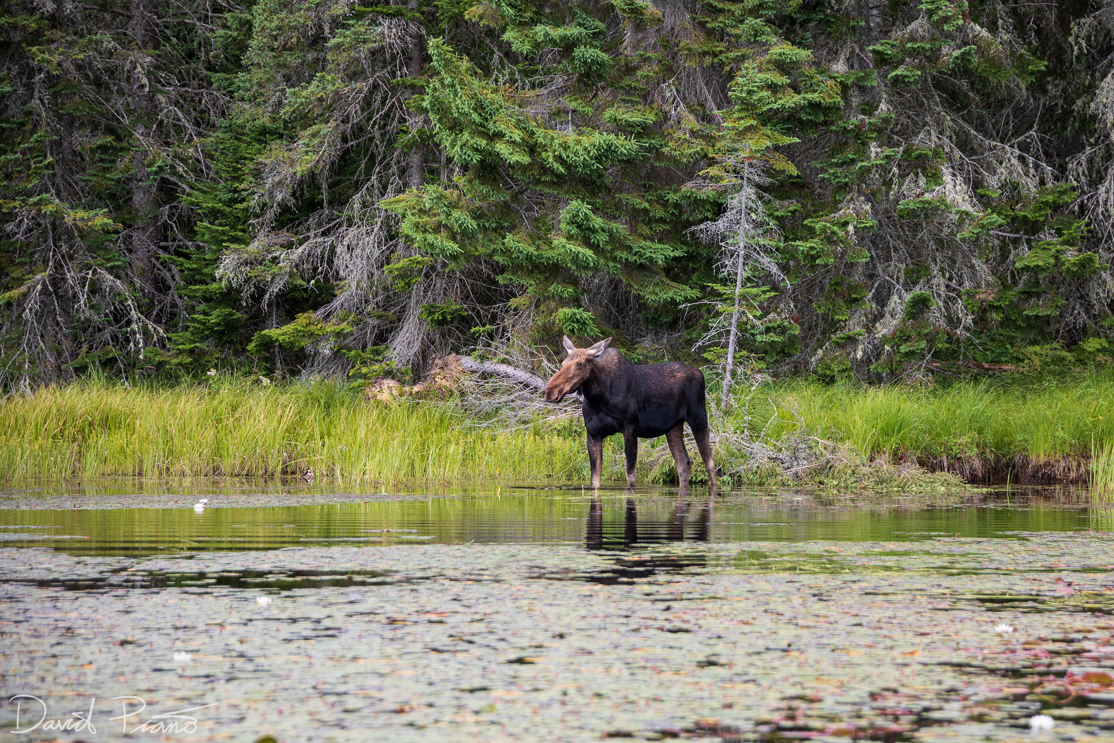 Moose at Algonquin Park