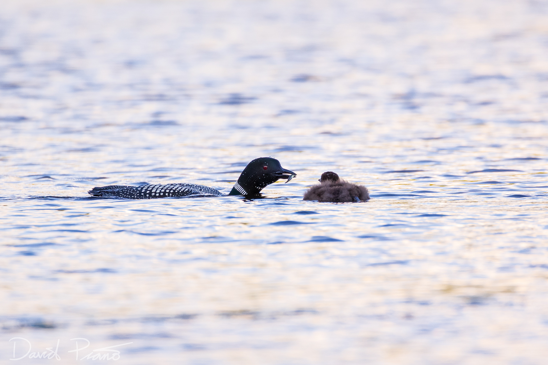 Baby Loon on Grey Owl Lake - McKellar, ON