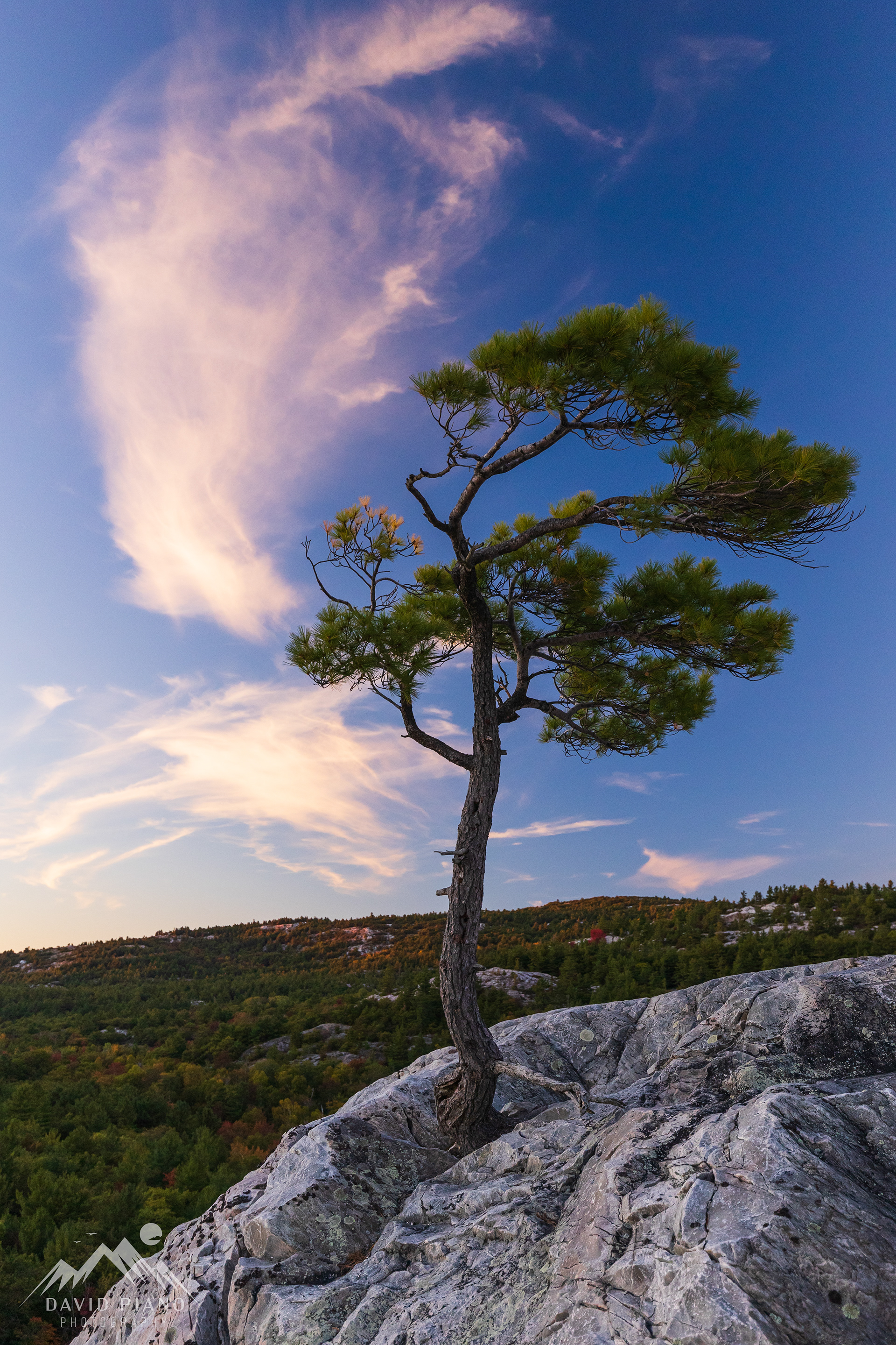 Lone pine tree at Lumsden Lake Overlook