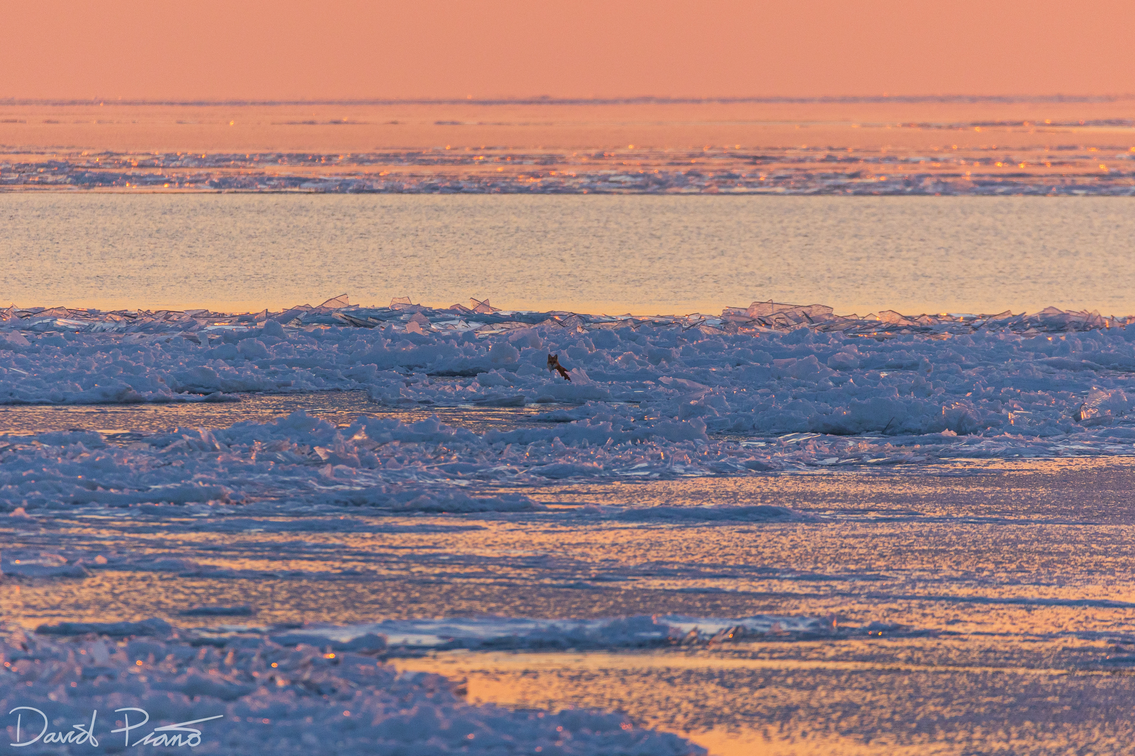 Fox out on Lake Huron ice