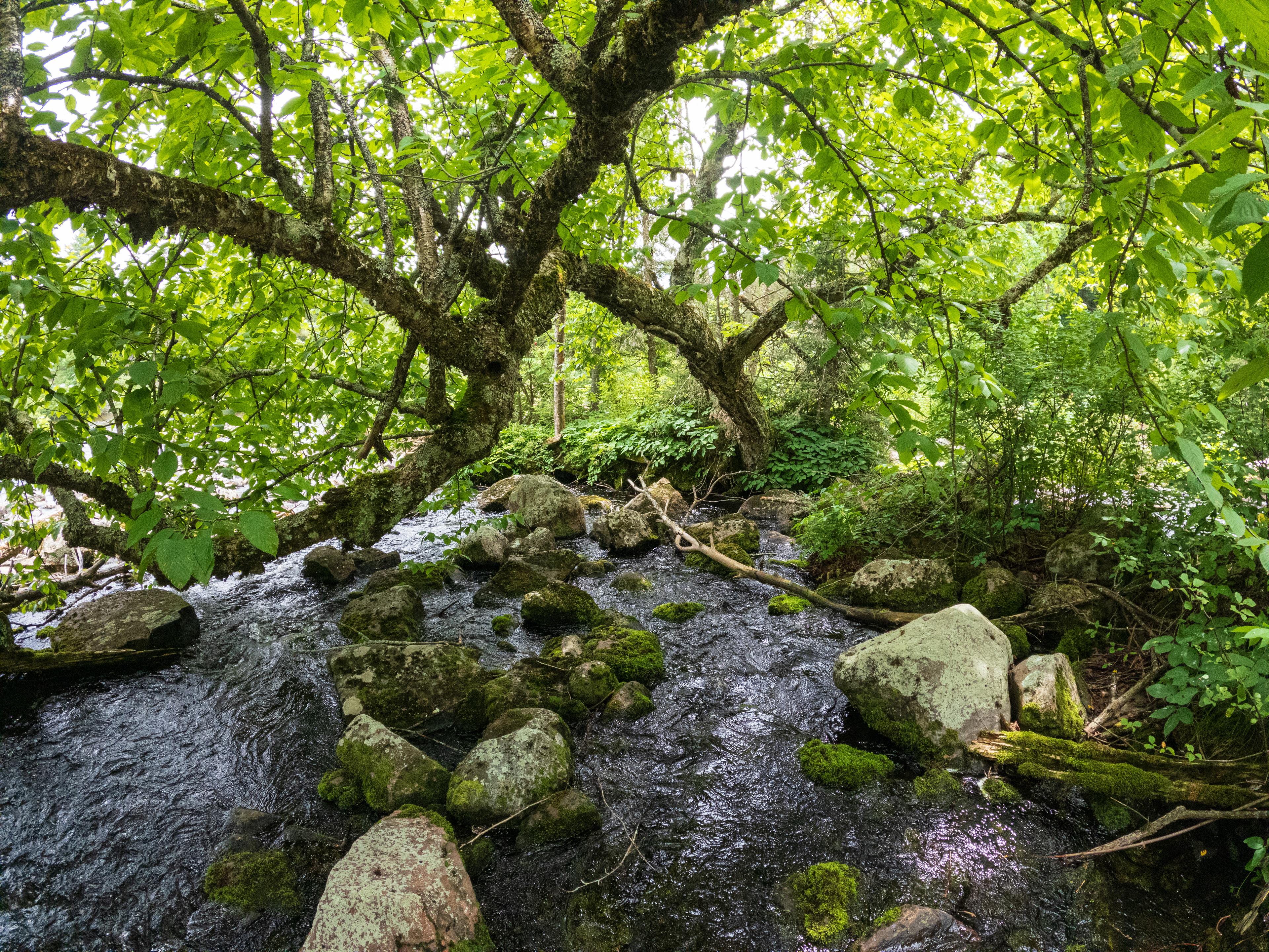Hidden Oasis