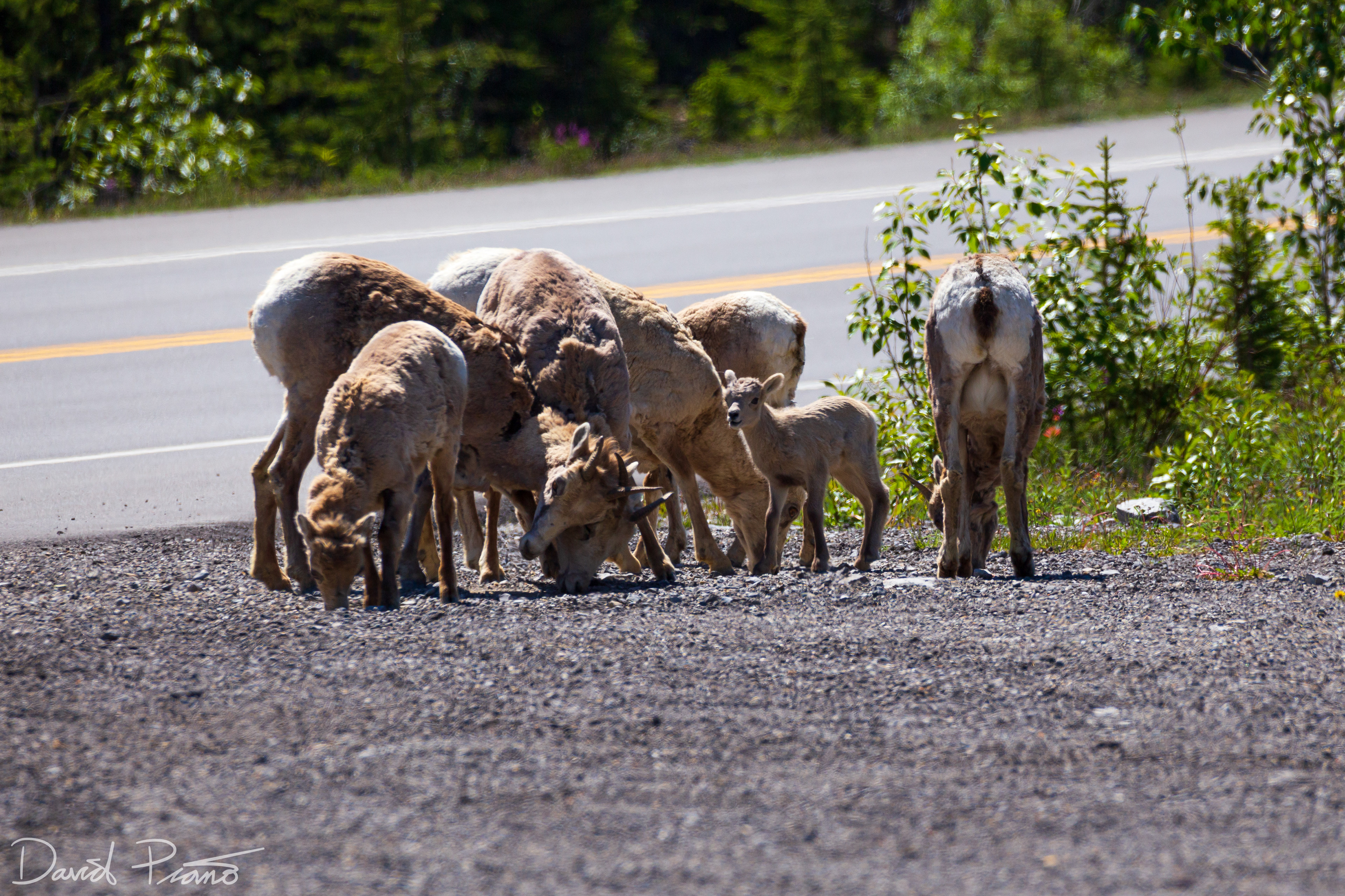 Bighorn Sheep
