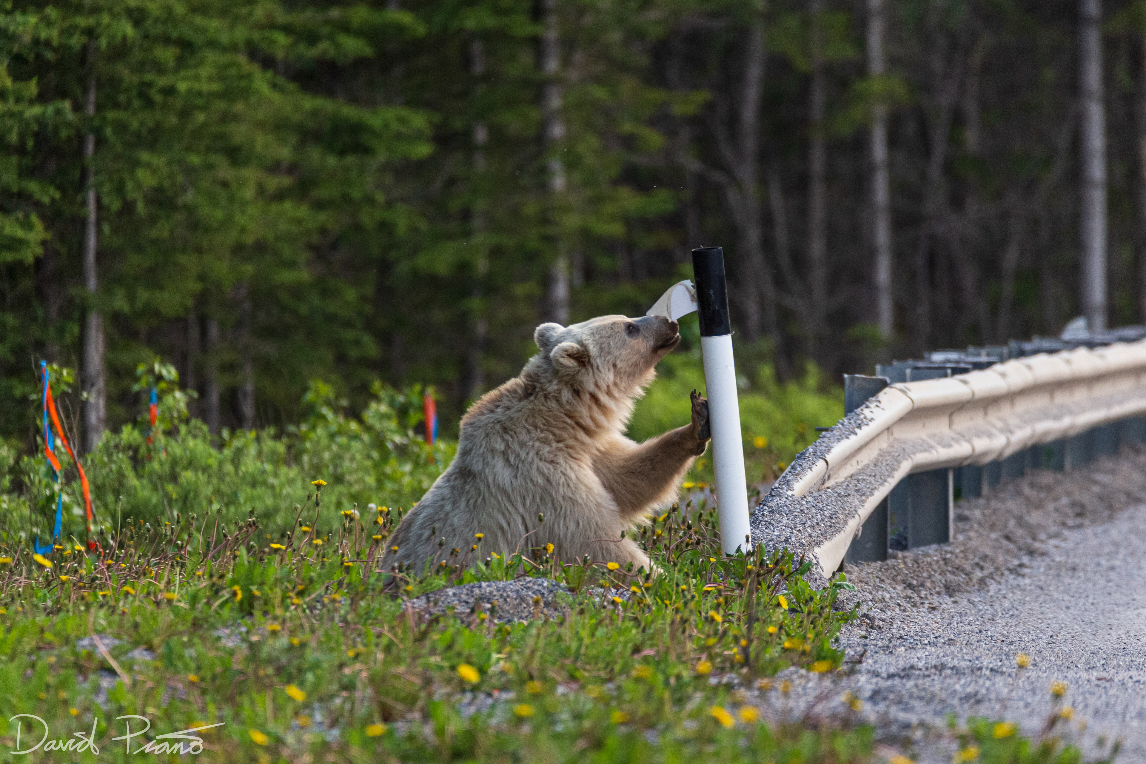 Grizzly along the TCH