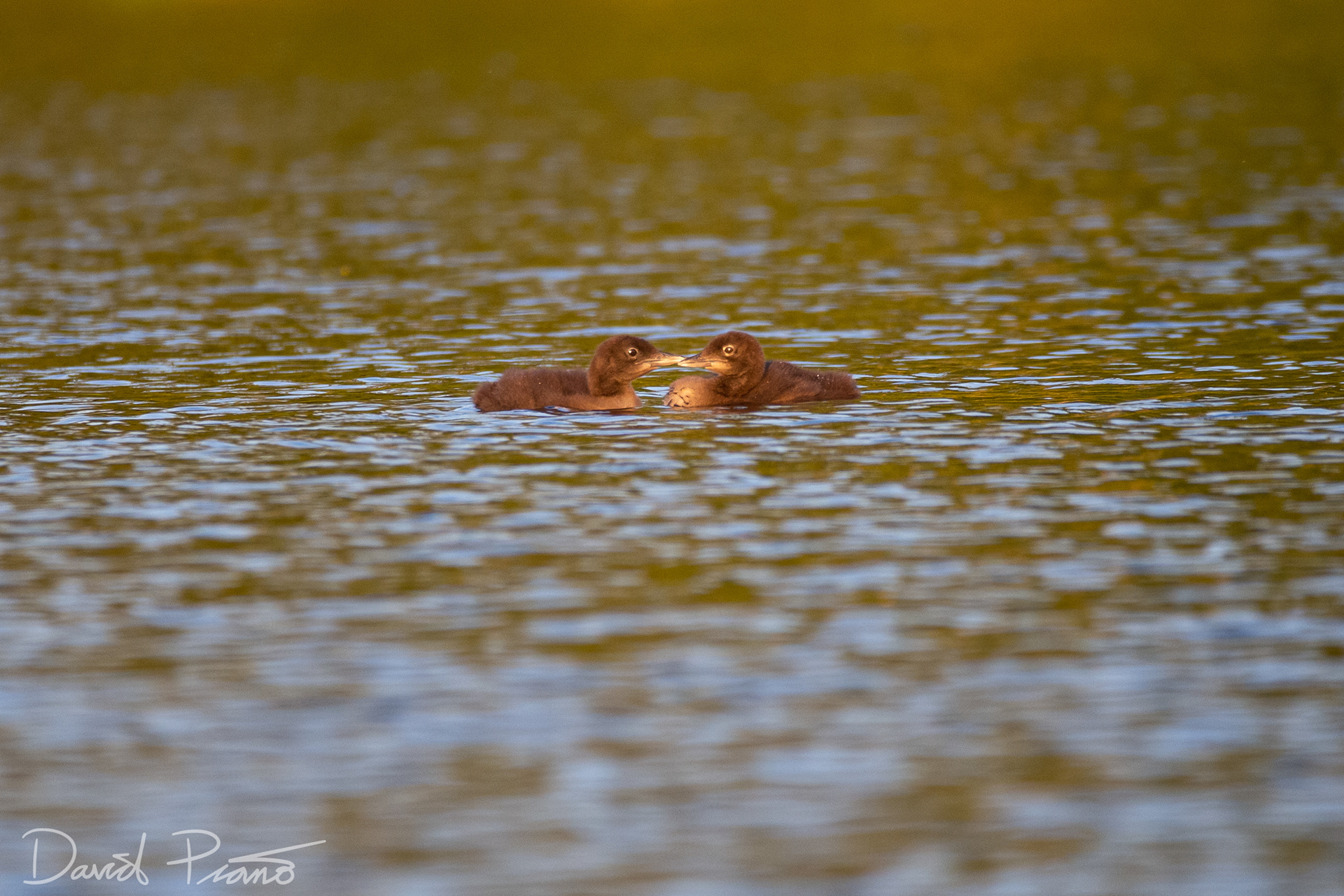 Baby Loons on Grey Owl Lake - McKellar, ON