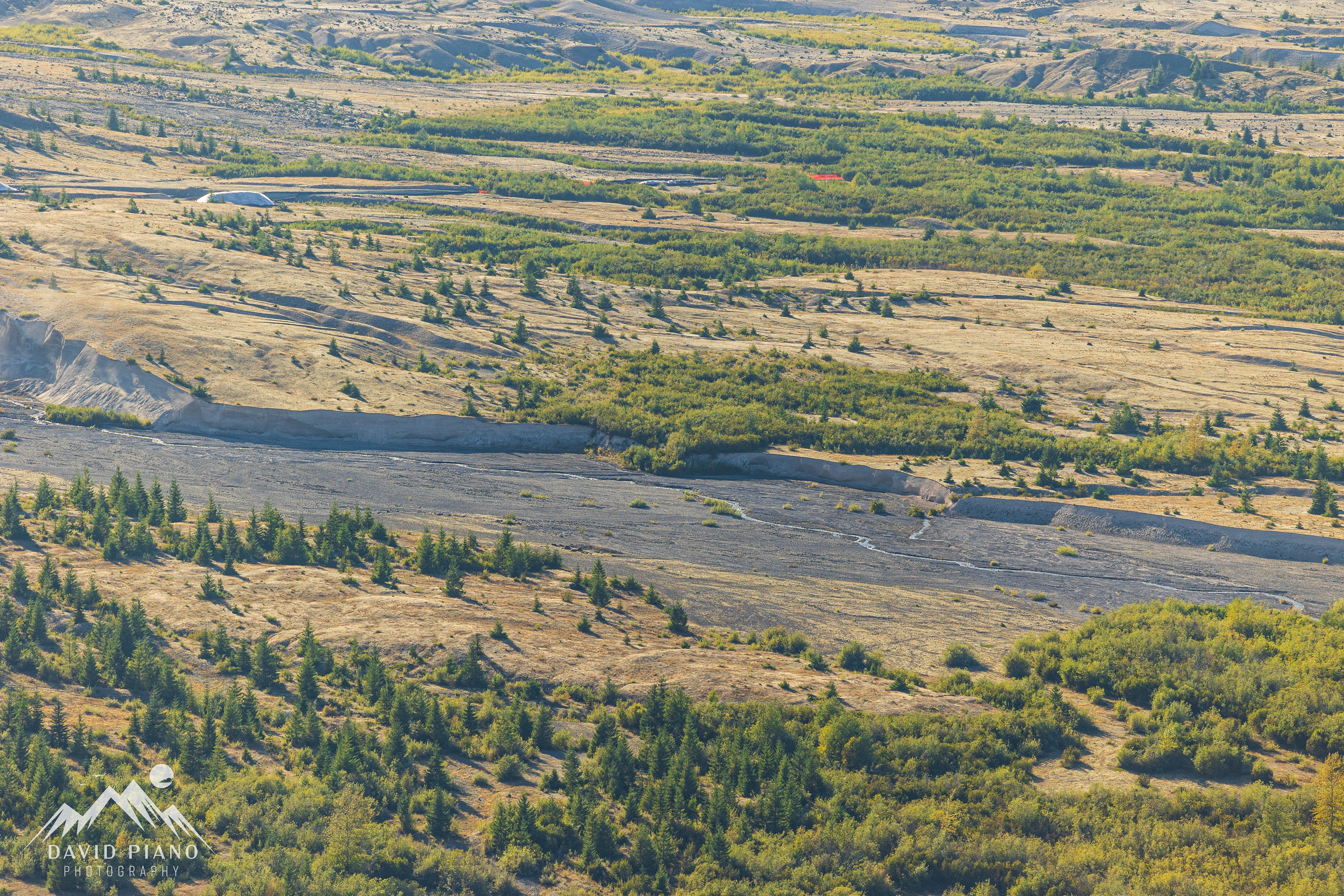 A new-growth forest begins to emerge on the pumice plains below Mt. St. Helens