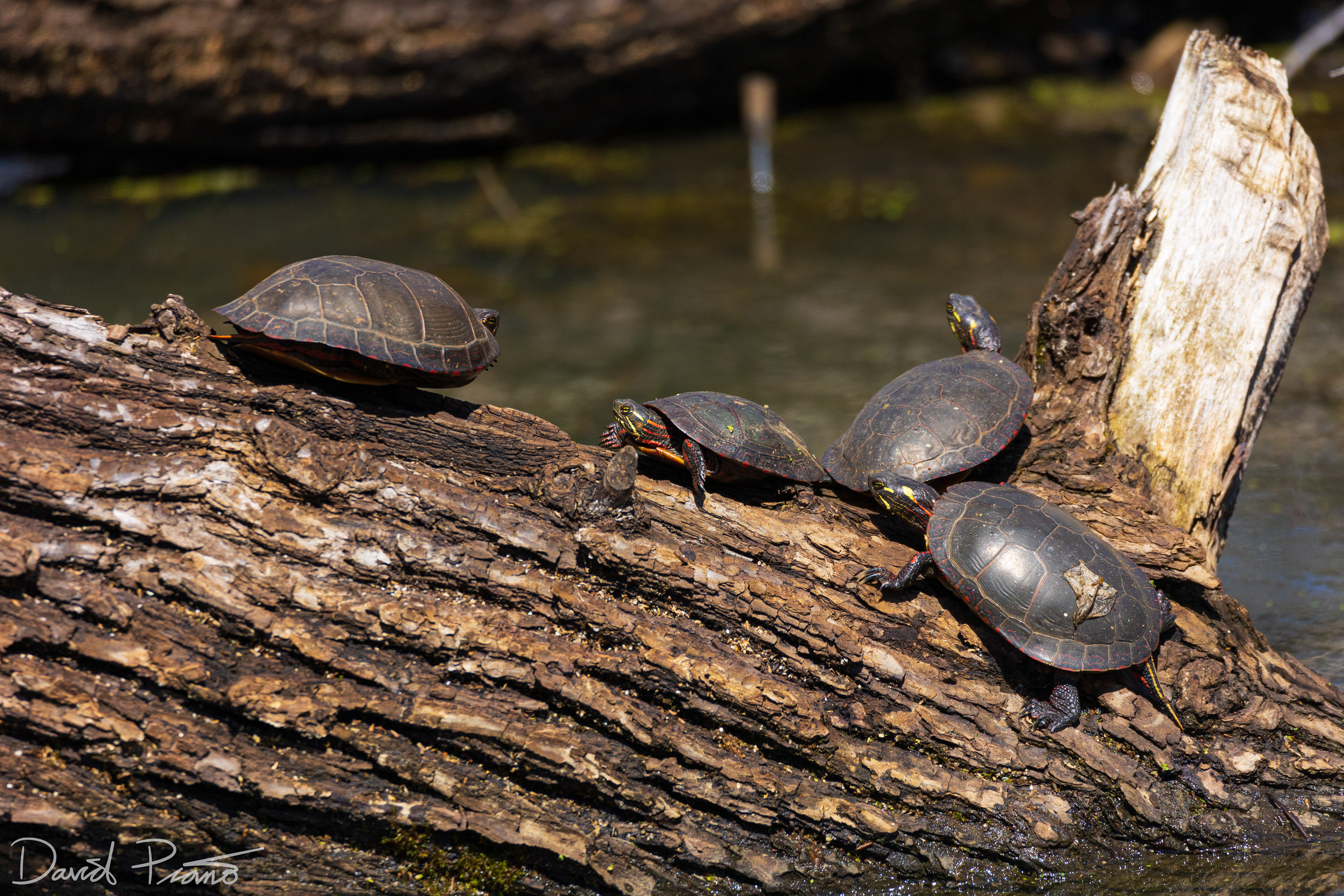 Painted Turtles